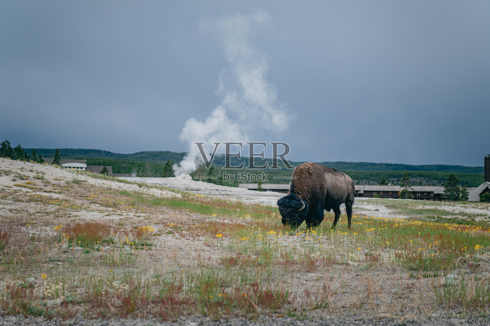 黄昏时分,黄石国家公园里的野牛在老忠实泉附近吃草照片摄影图片