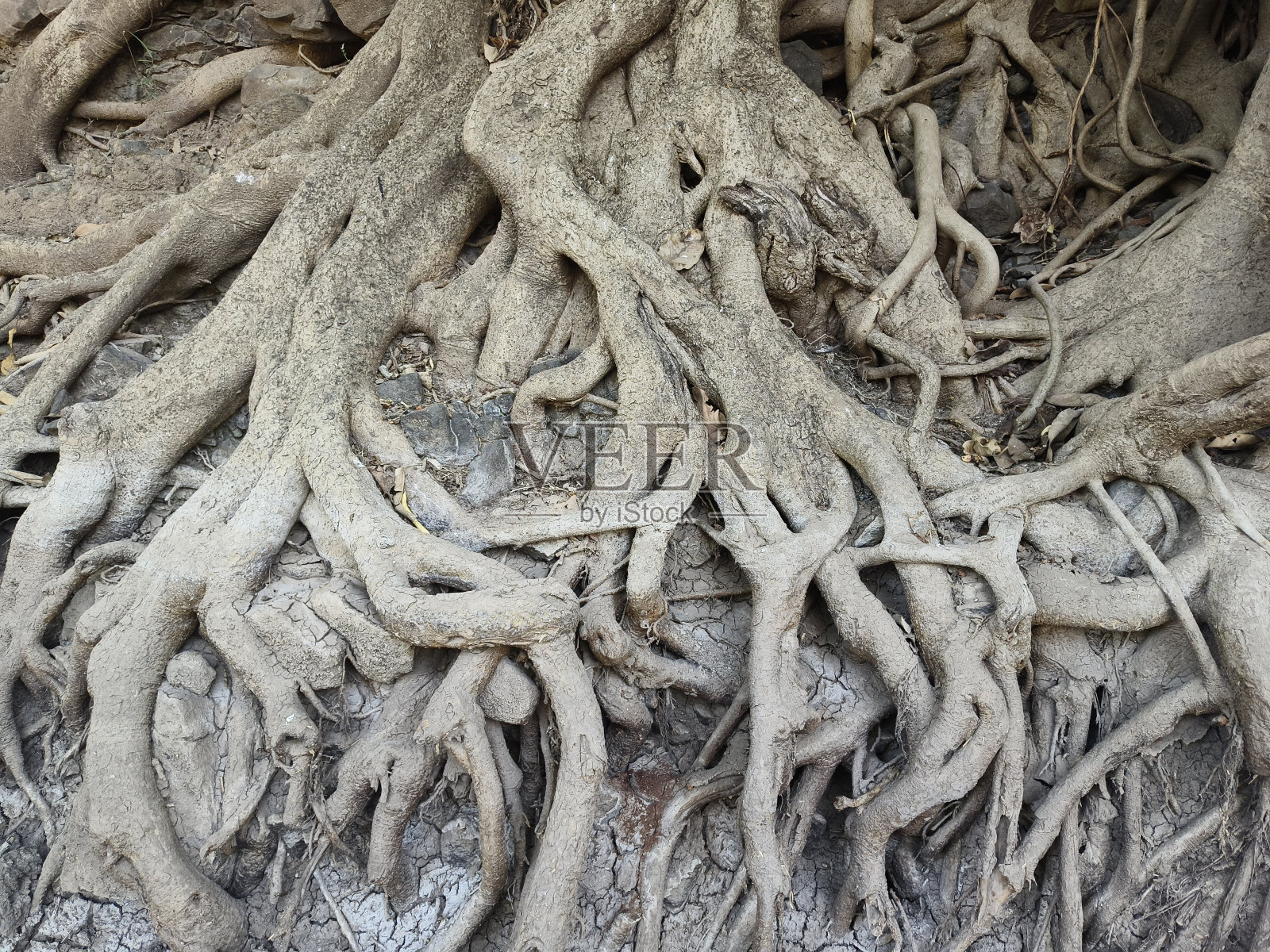 榕树树根设计艺术照片摄影图片