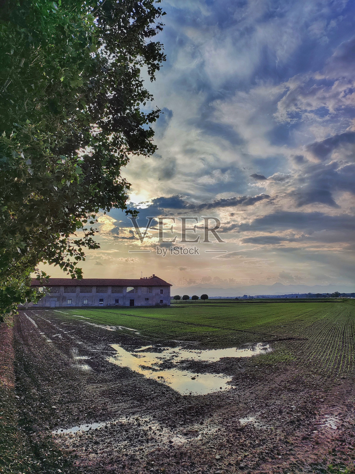 意大利稻田照片摄影图片