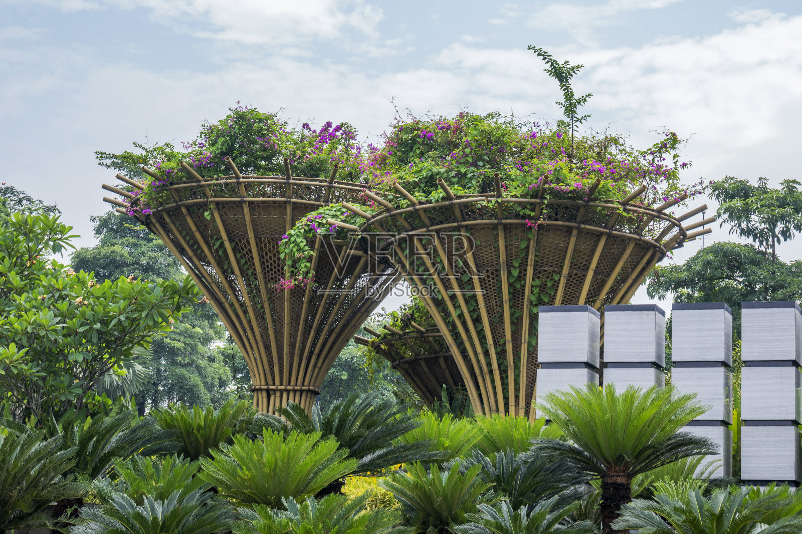 田野上的树木照片摄影图片