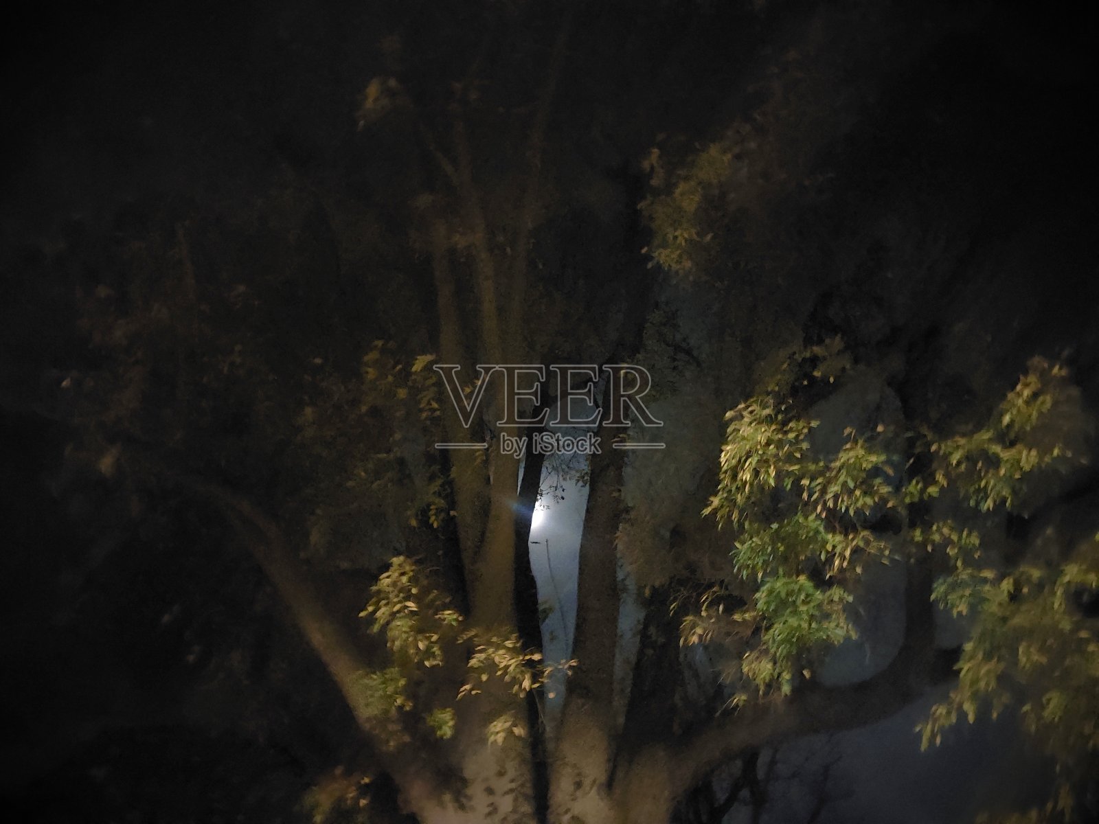 月亮和树照片摄影图片