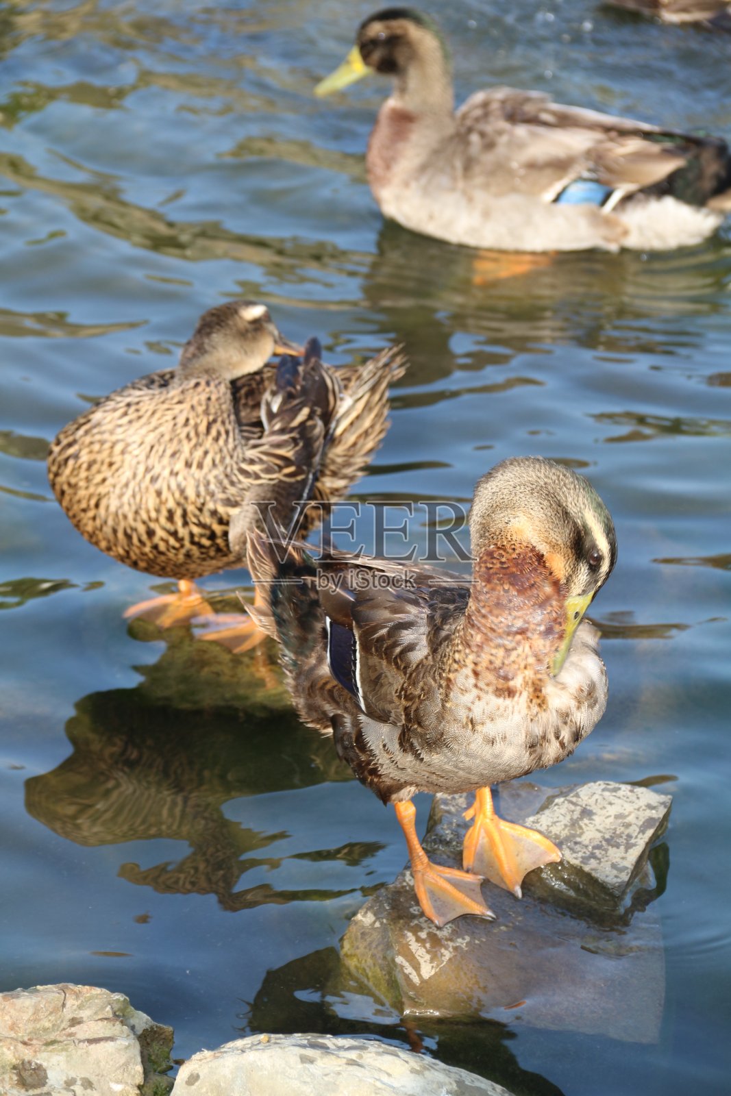 绿头鸭在水面上悠闲地游泳照片摄影图片