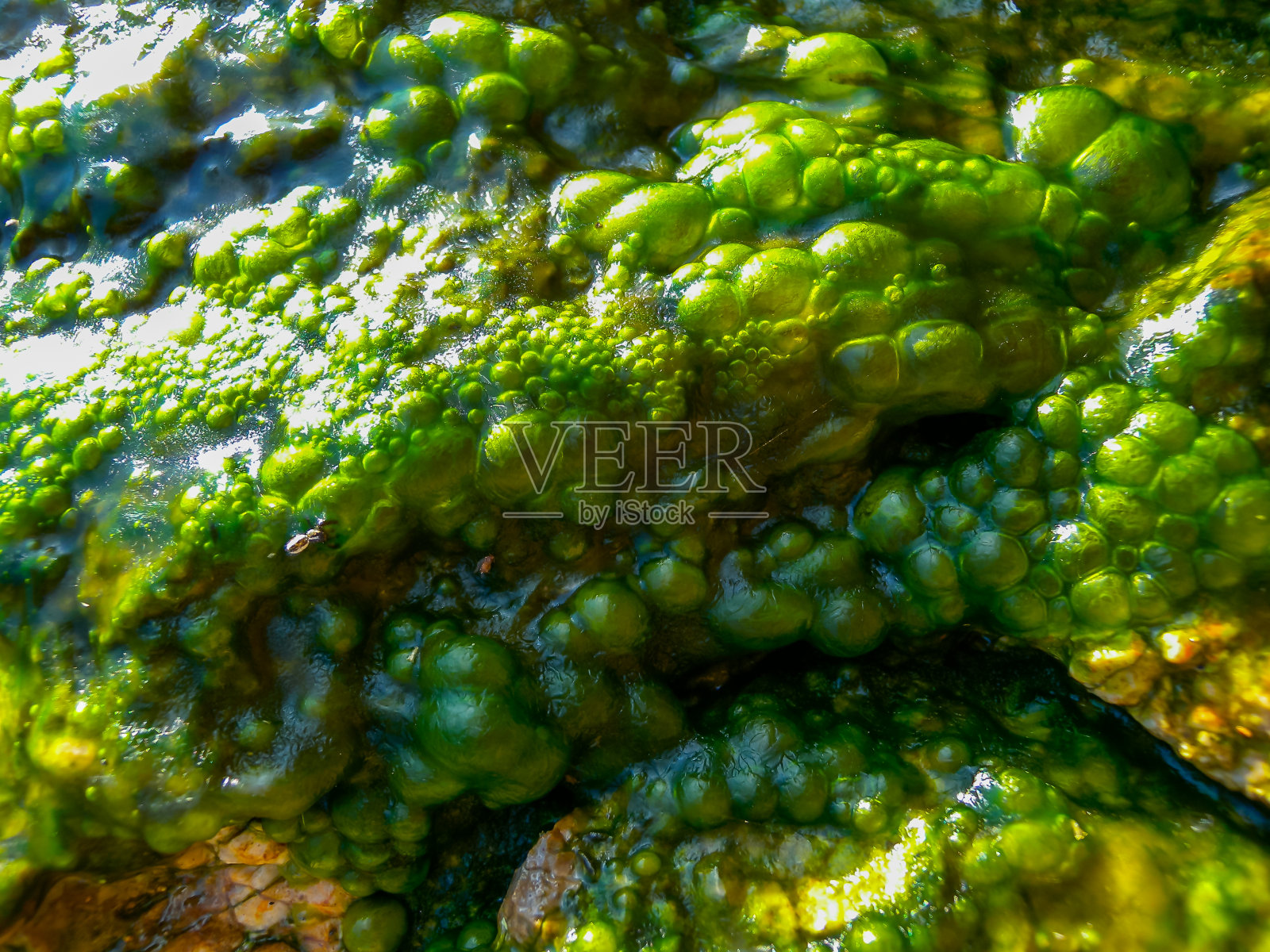 冒泡的淡水绿色丝状藻类在雨水流下岩石在蛇岛照片摄影图片