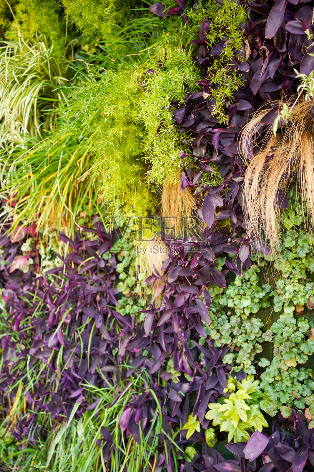 垂直花园照片摄影图片