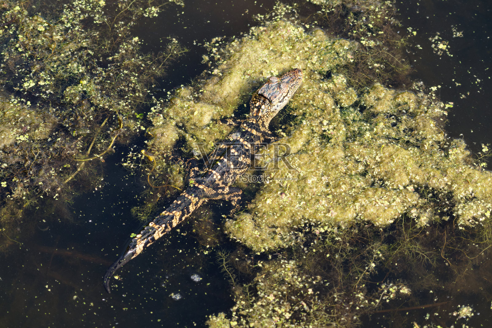 美国鳄鱼照片摄影图片