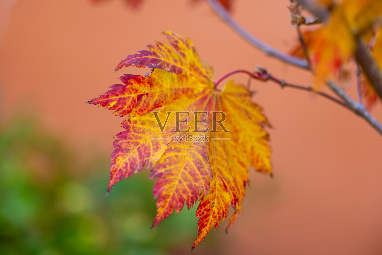 秋枫照片摄影图片