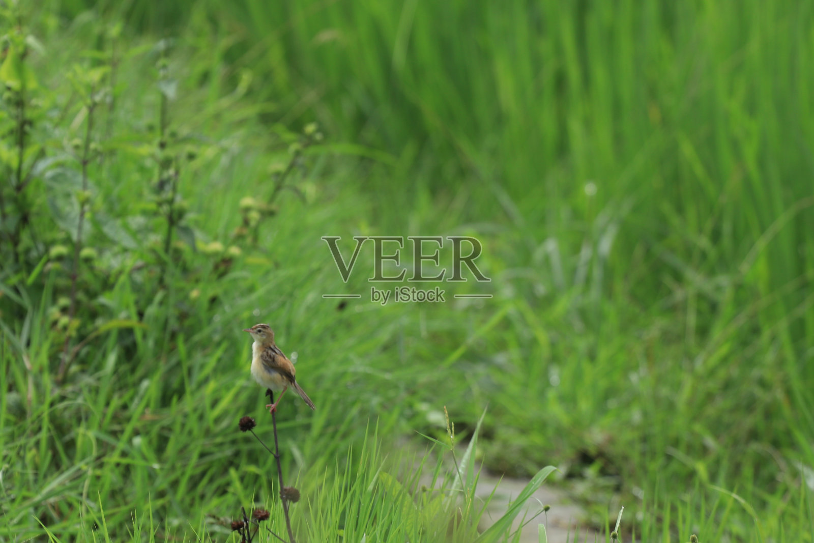 鸟儿栖息在树枝上照片摄影图片