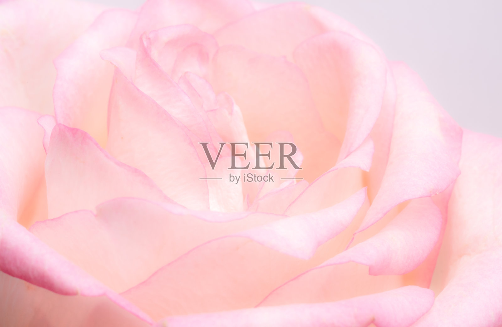 奢华的淡粉色玫瑰。极端花卉特写。完整的框架。模糊和选择性聚焦。照片摄影图片