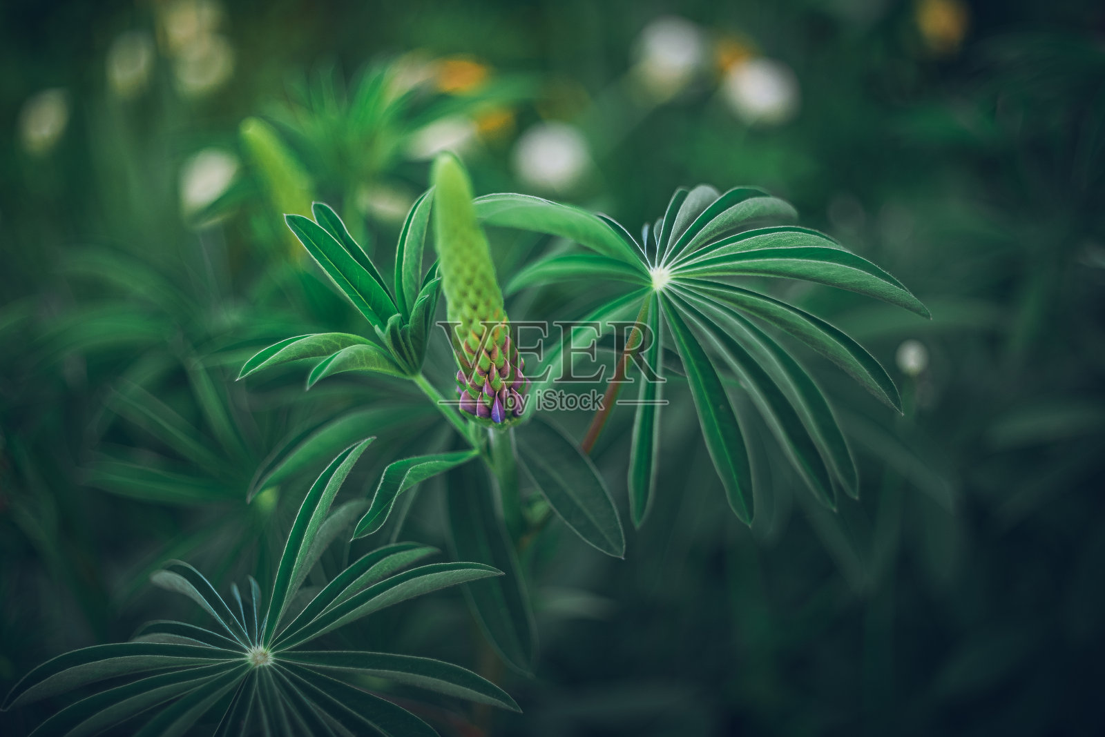 花园的花照片摄影图片