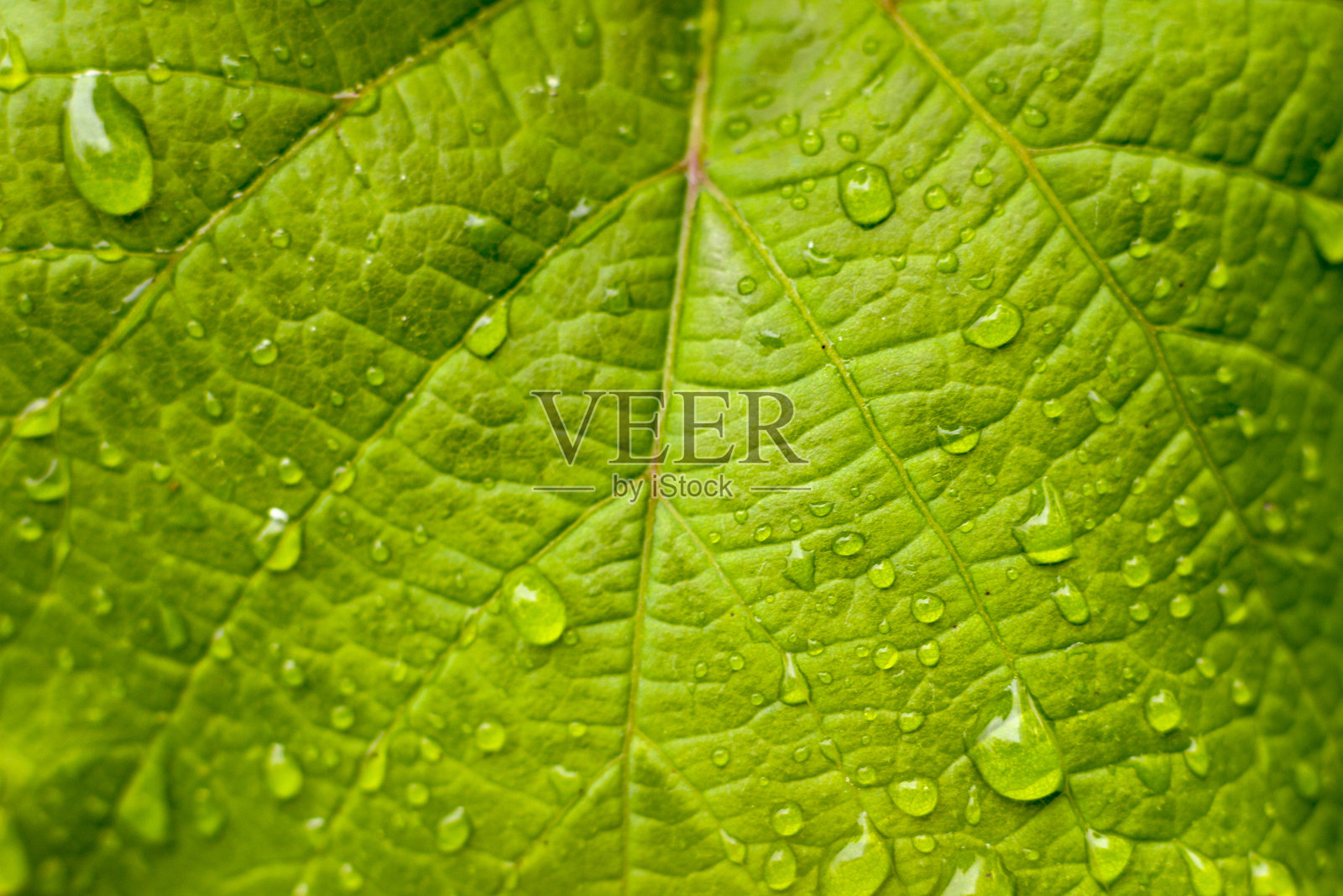 春天选择性聚焦背景新鲜的绿叶特写照片与雨水滴近距离微距自然背景照片摄影图片