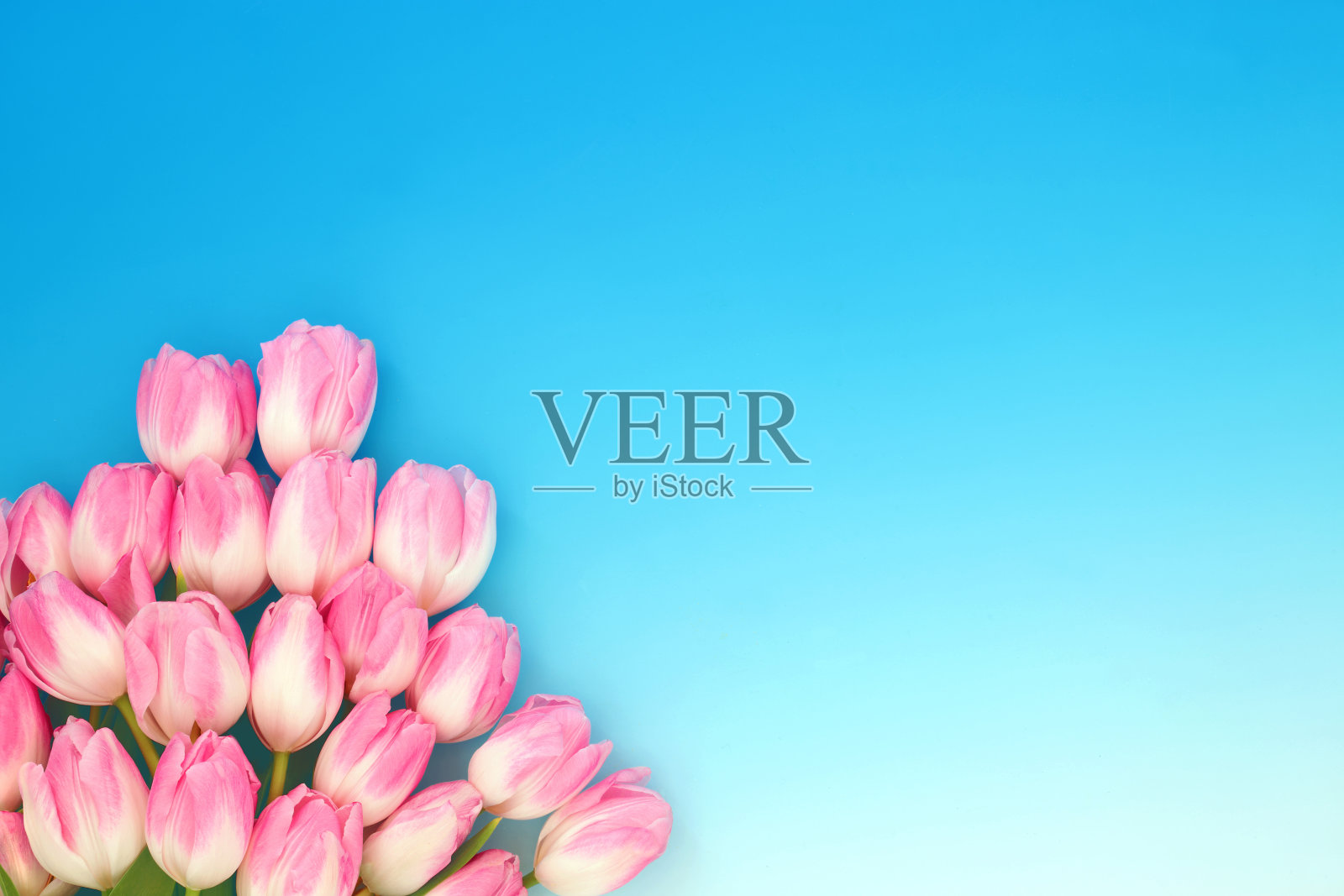 春天粉红色郁金香花束静物照片摄影图片