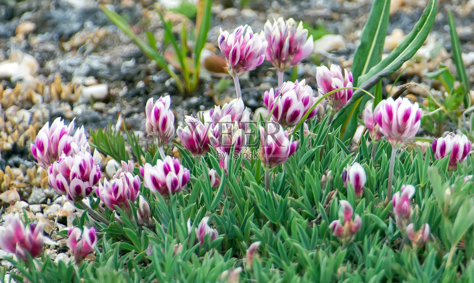 高山三叶草也被称为矮三叶草照片摄影图片