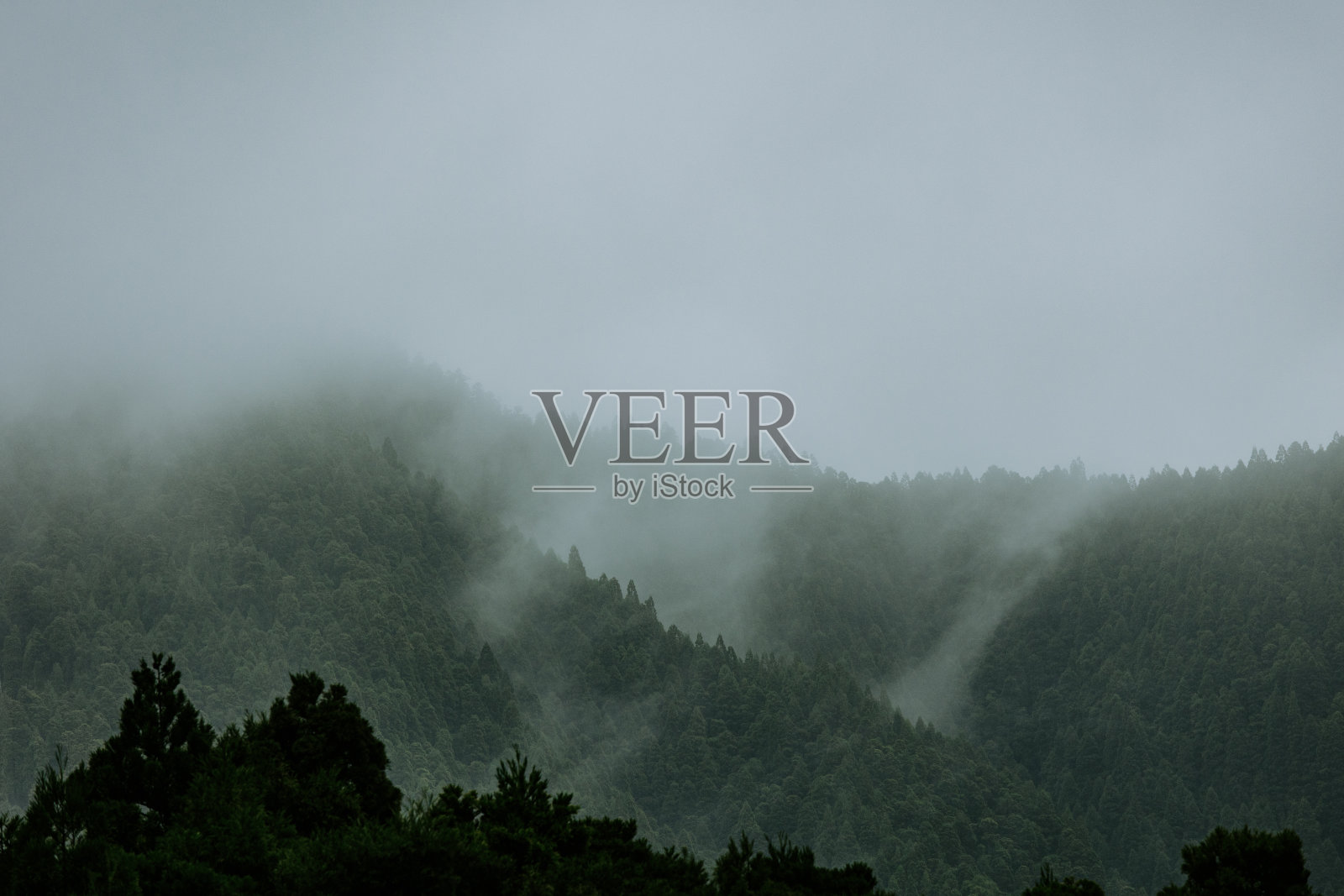 细节的自然,植被,树木与雾和雾,摄影。照片摄影图片