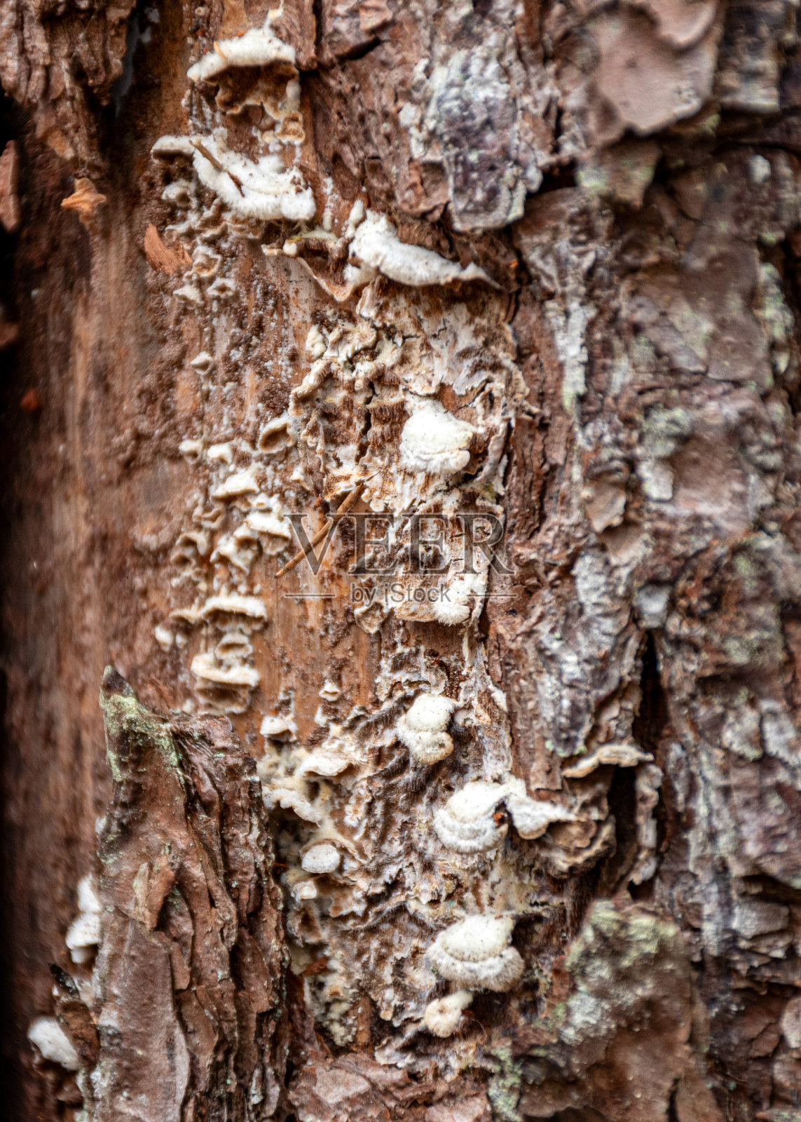 抽象树木生长,老树干,自然印在木头上照片摄影图片