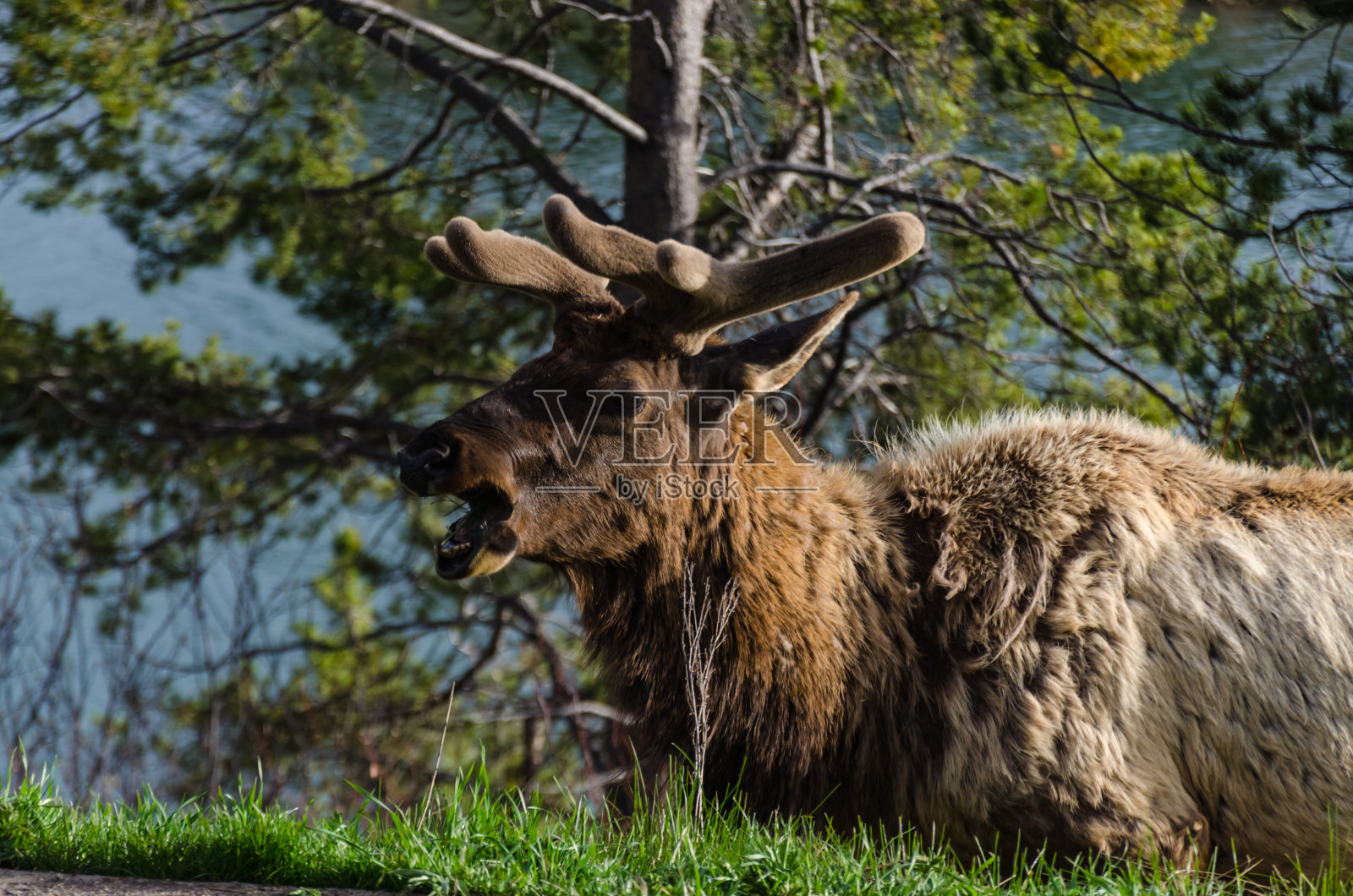 公牛驼鹿,一只年轻的动物在雨中在路边吃绿草,美国照片摄影图片