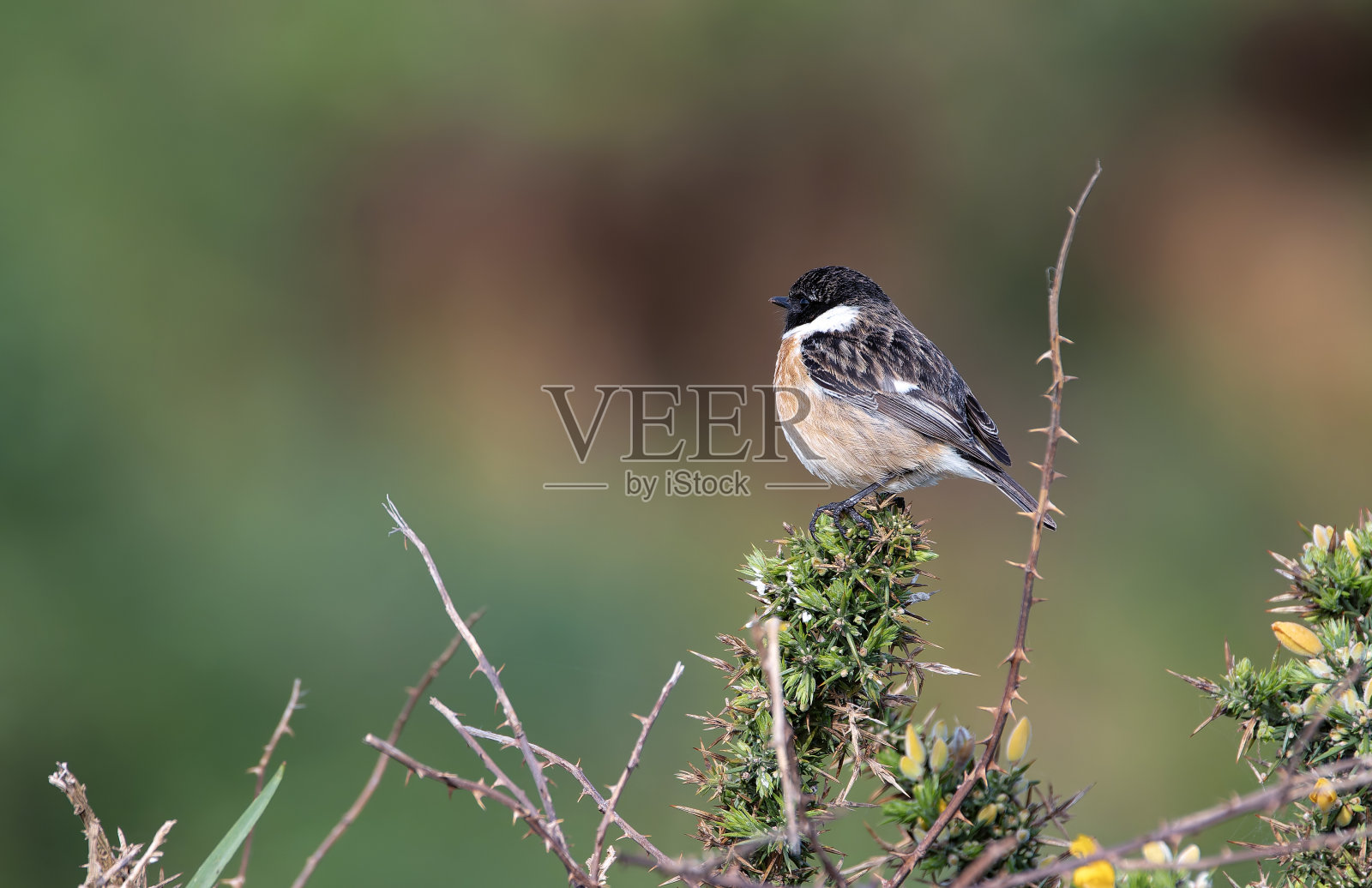 栖息在树枝上的雄性欧洲石头翁。照片摄影图片