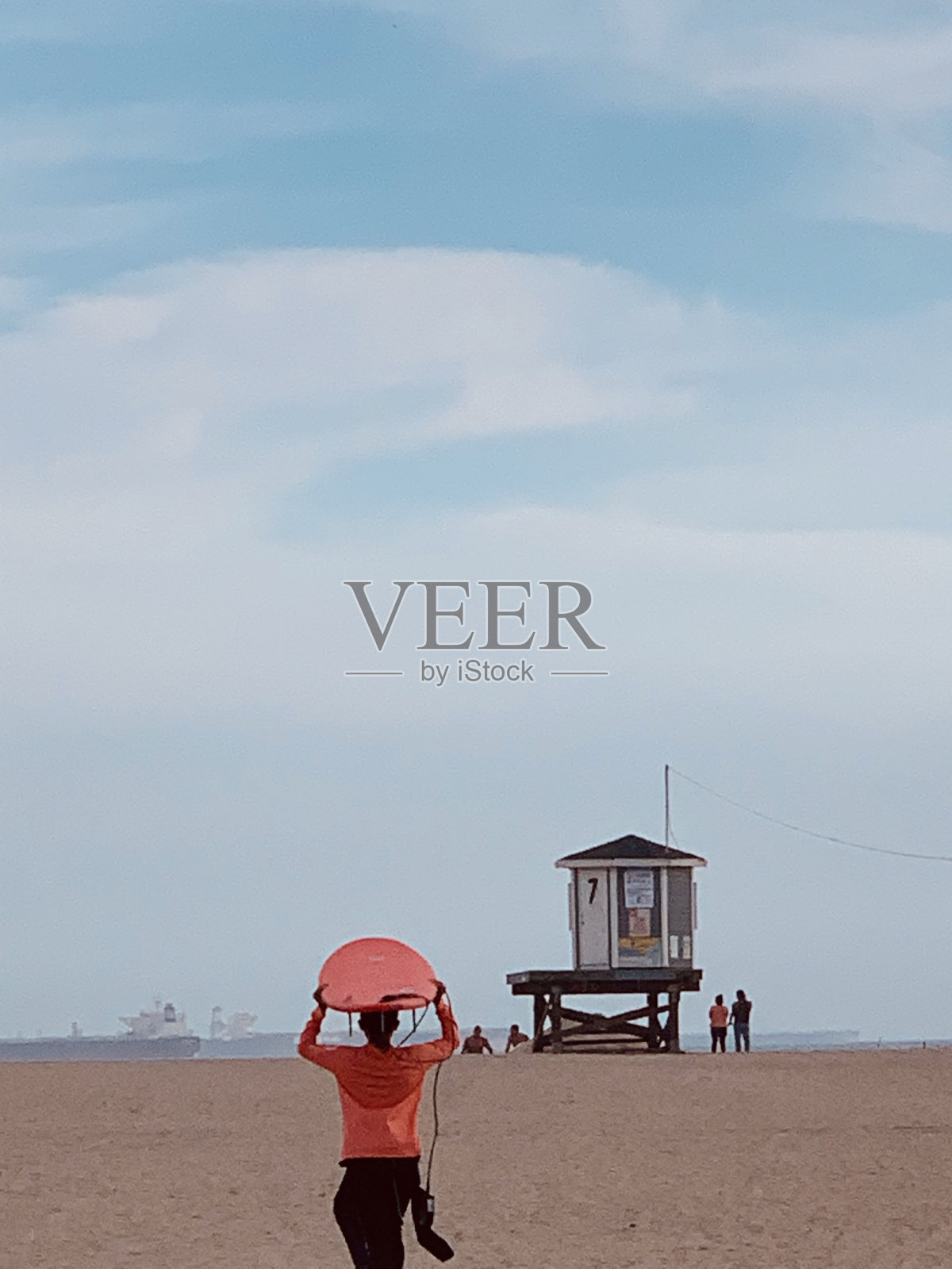 密封海滩照片摄影图片