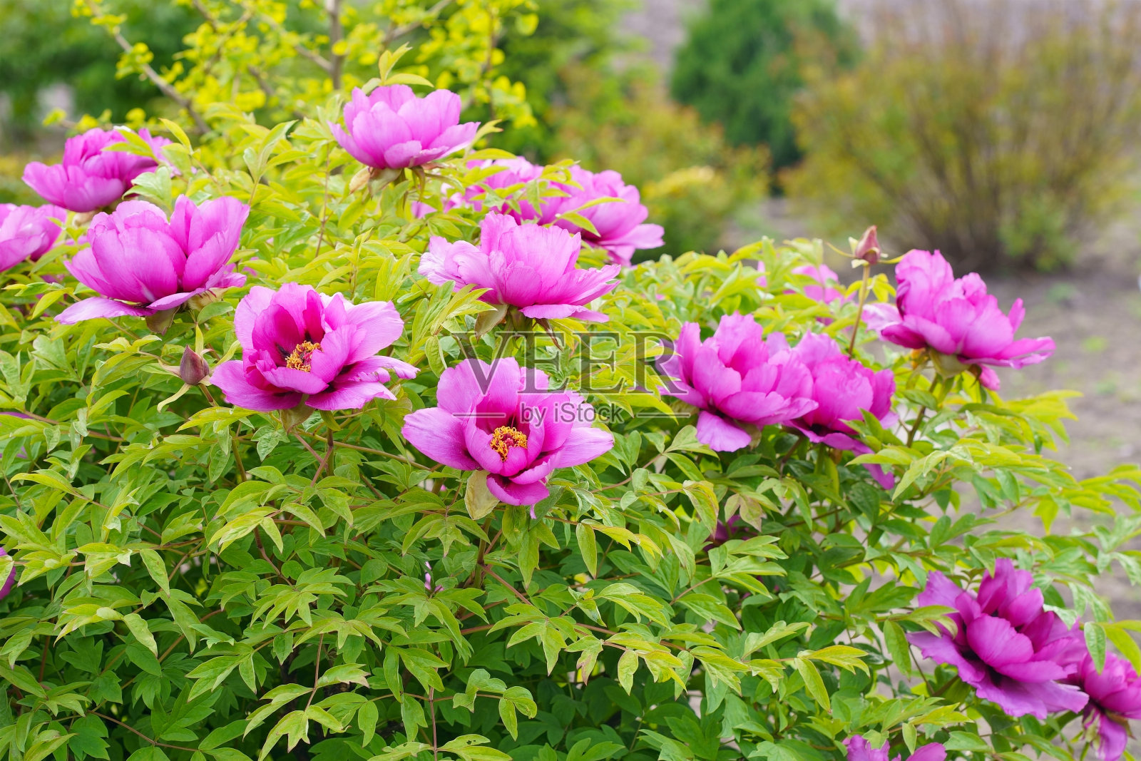 勃艮第大树牡丹。粉红色的牡丹盛开在花园里。美丽的花瓣牡丹节。照片摄影图片