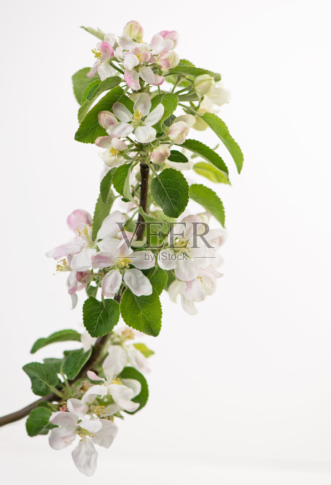 白色背景上的苹果花。春天的时间流逝了,苹果树上开着美丽的花。照片摄影图片