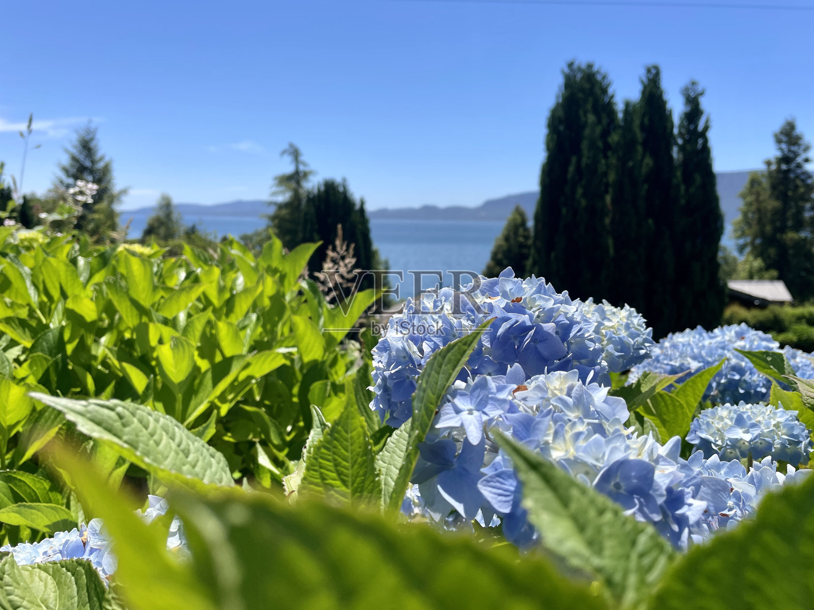 蓝色的牵牛花与湖的景色照片摄影图片