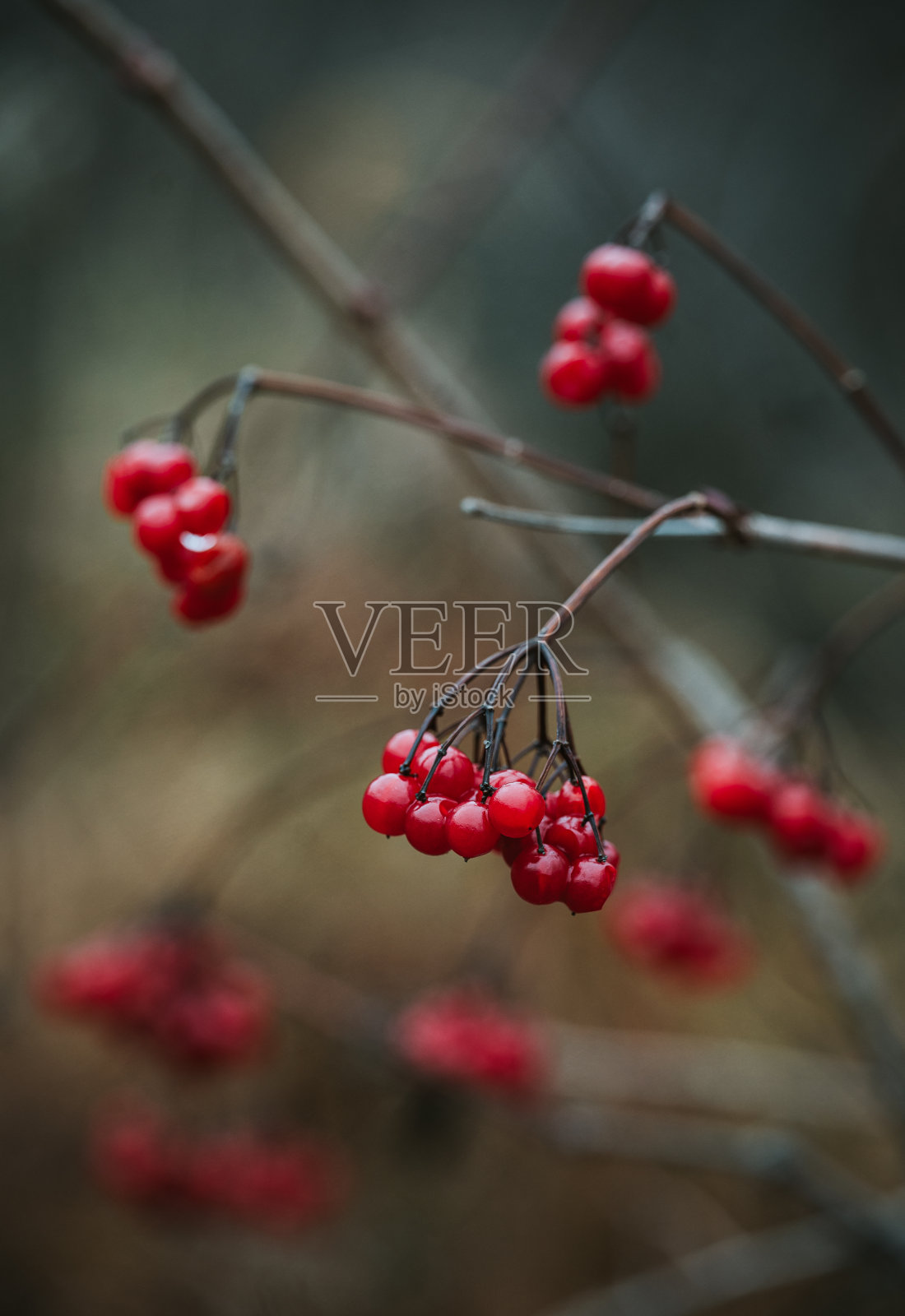 一串串鲜红色的紫薇浆果在冬天。照片摄影图片