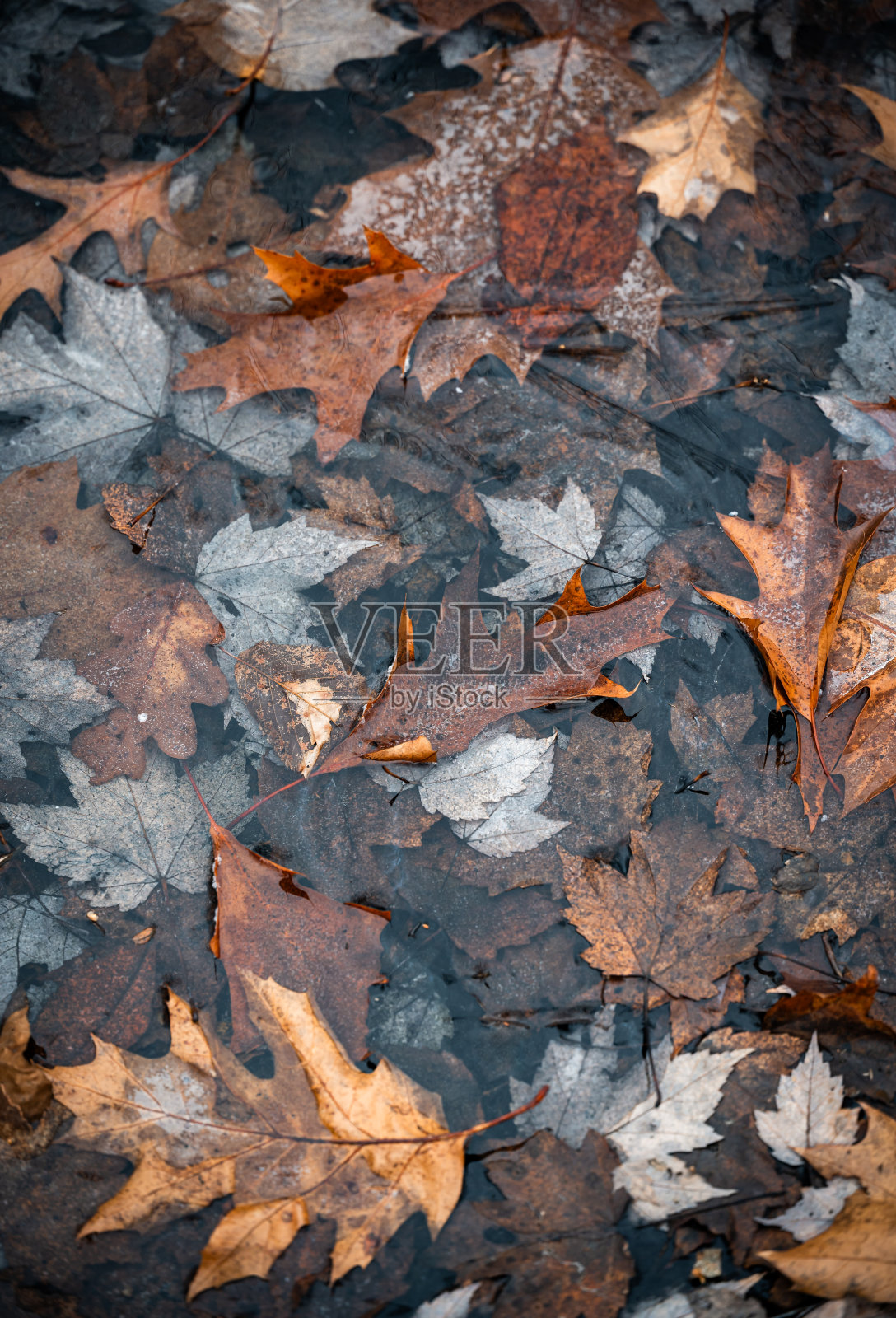 深秋的一天,棕色的落叶冻在冰上。照片摄影图片