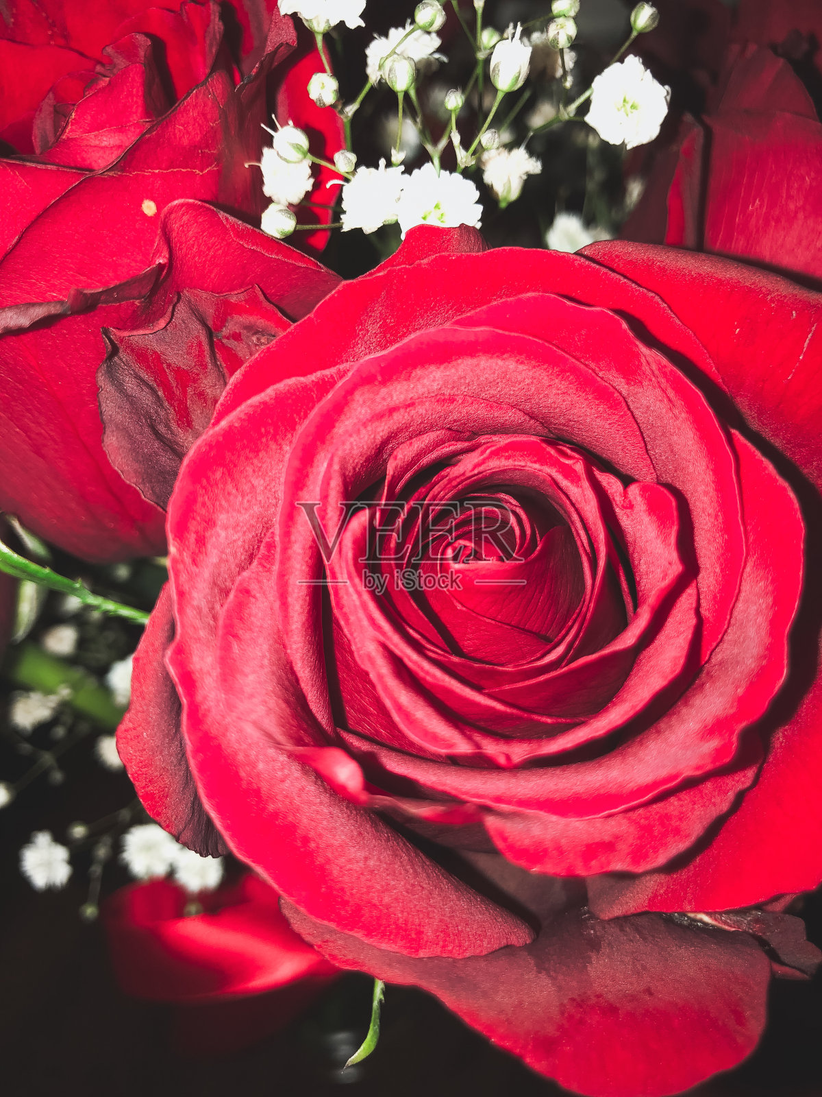 《红玫瑰》和《婴儿的呼吸》的特写照片摄影图片