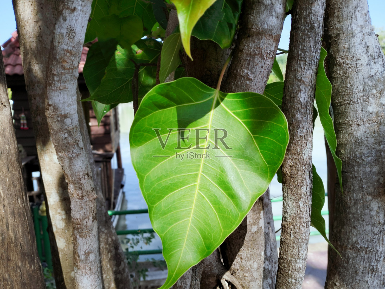 榕树的叶子照片摄影图片
