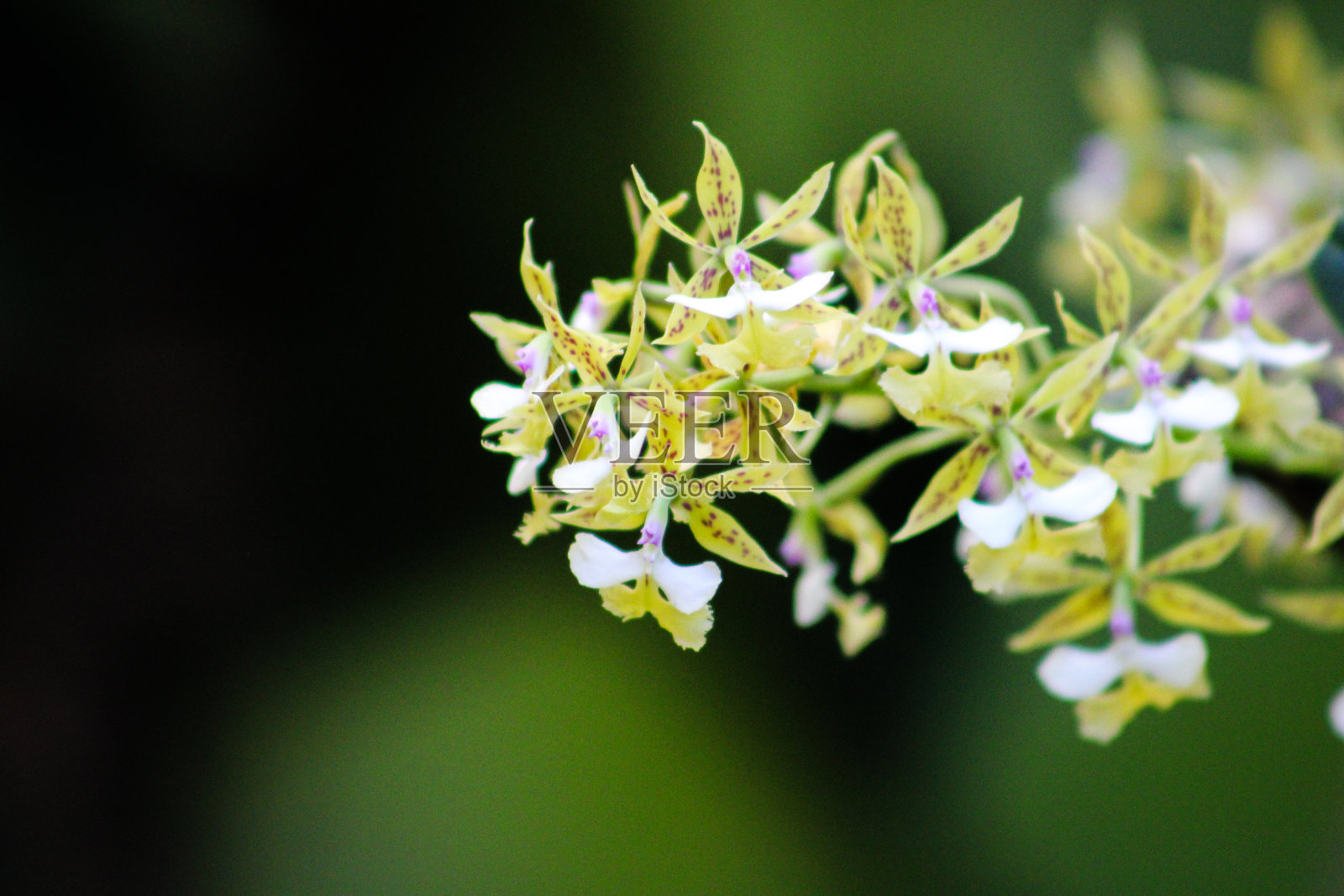 附着兰花束照片摄影图片