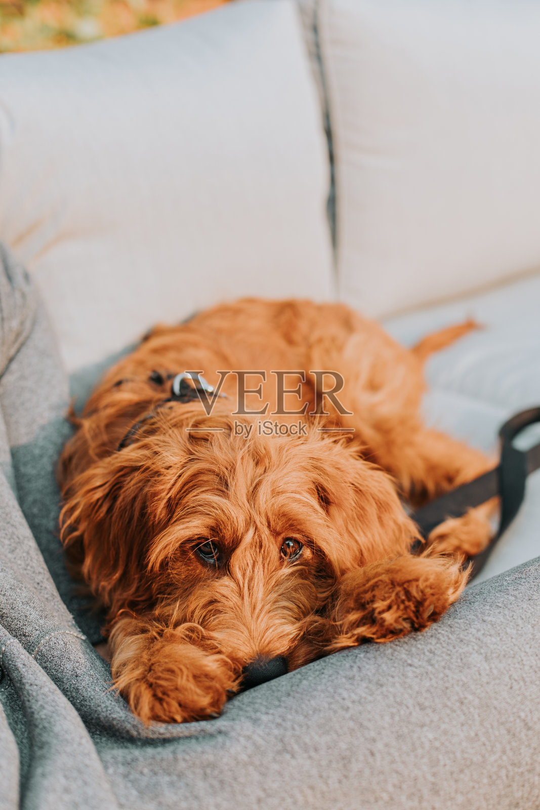 一张悲伤的小狗脸的金毛贵宾犬坐在沙发上照片摄影图片