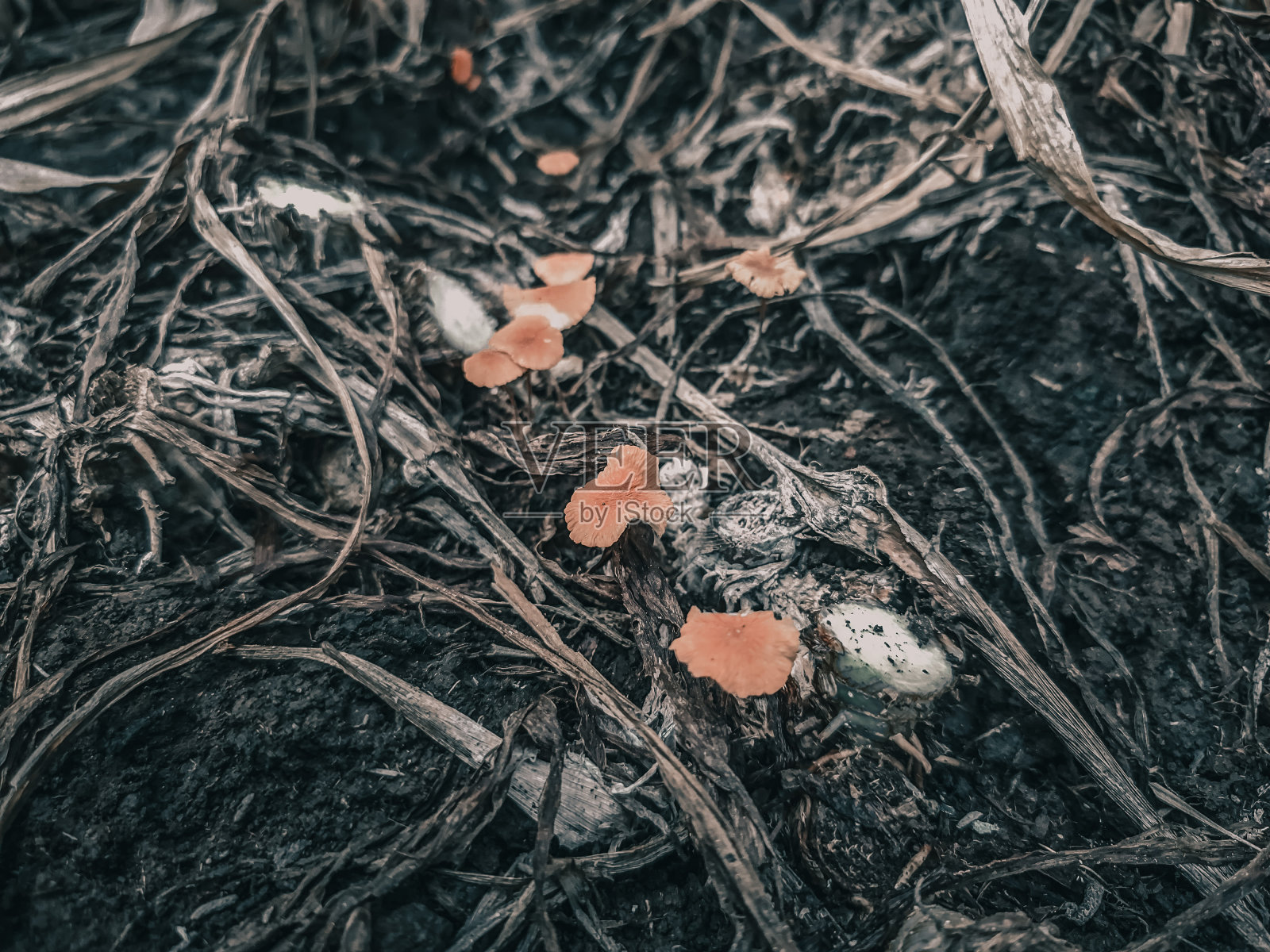 Laccaria Laccata照片摄影图片