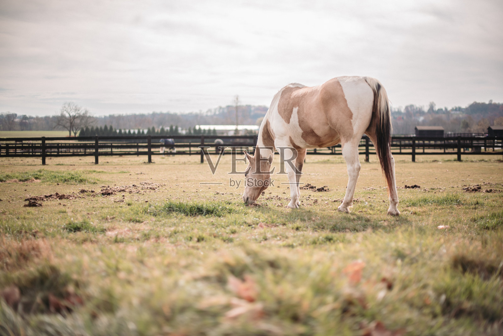 秋天,平托马在牧场上吃草照片摄影图片