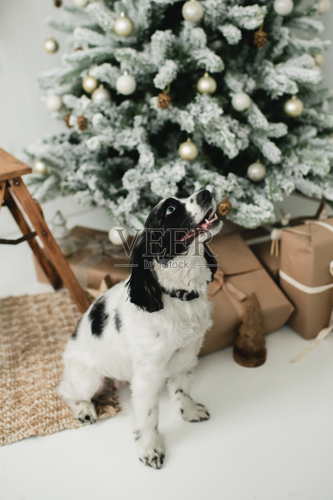 快乐的狗狗坐在圣诞树前拿着礼物照片摄影图片