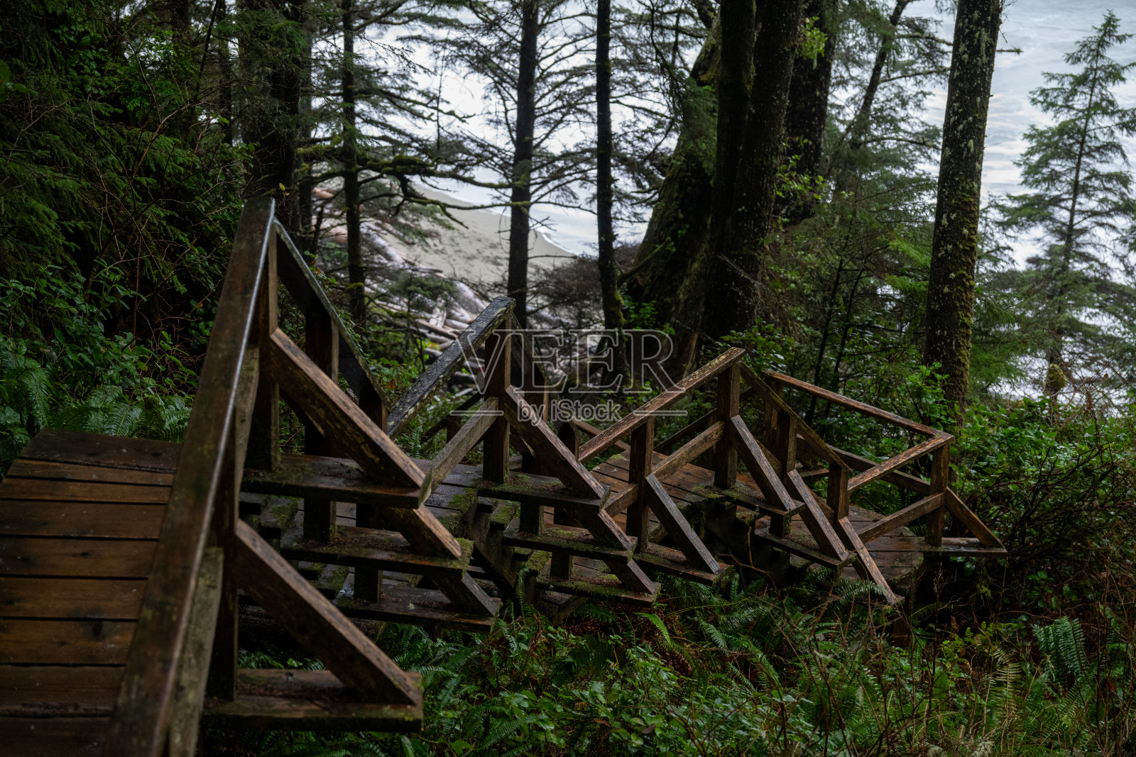 森林小径和步道照片摄影图片