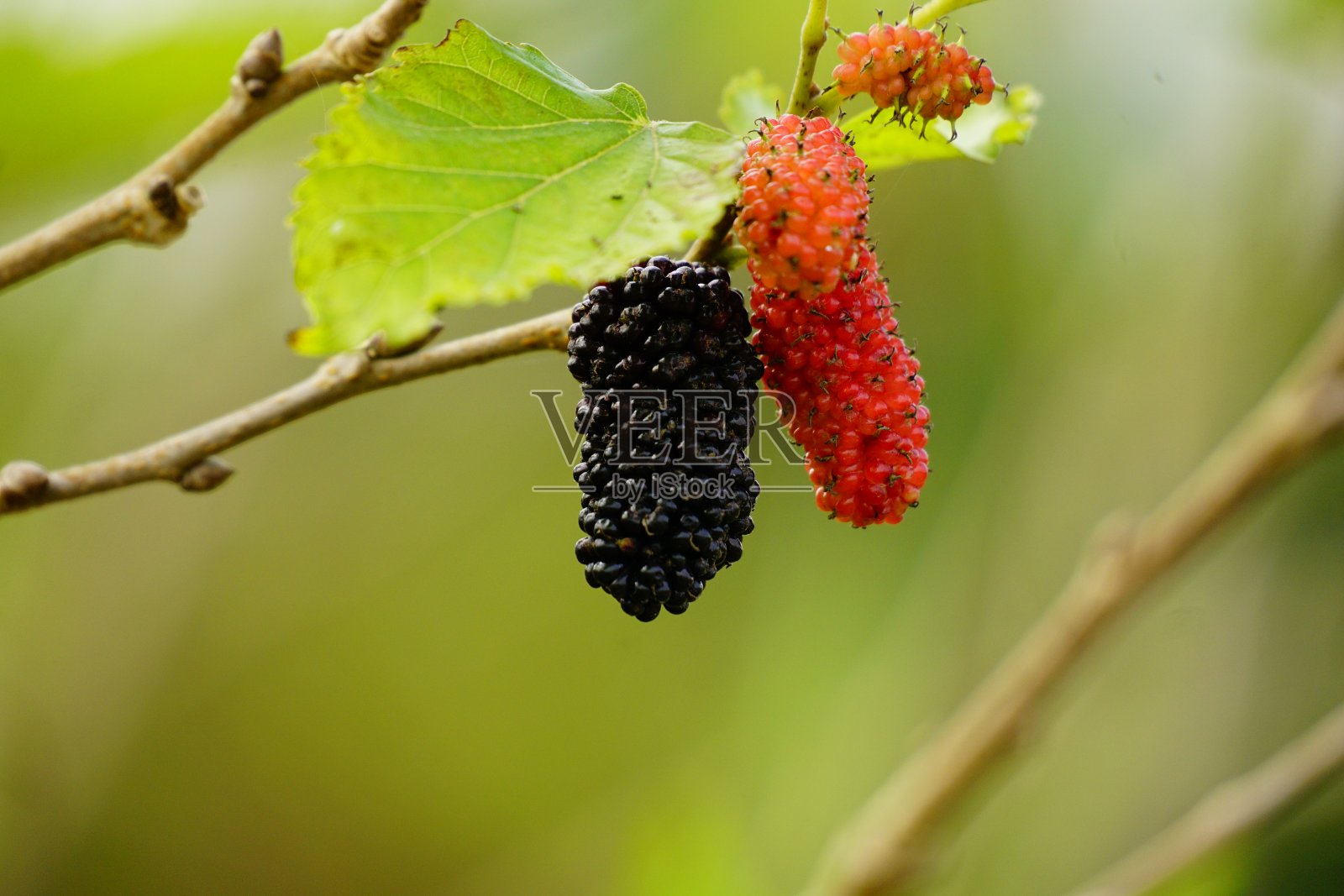 树上的桑葚照片摄影图片