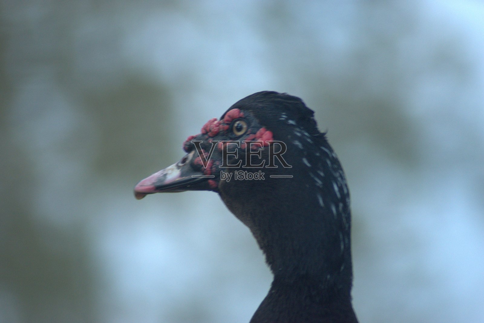 哥伦比亚的动植物,自然,植物和动物照片摄影图片