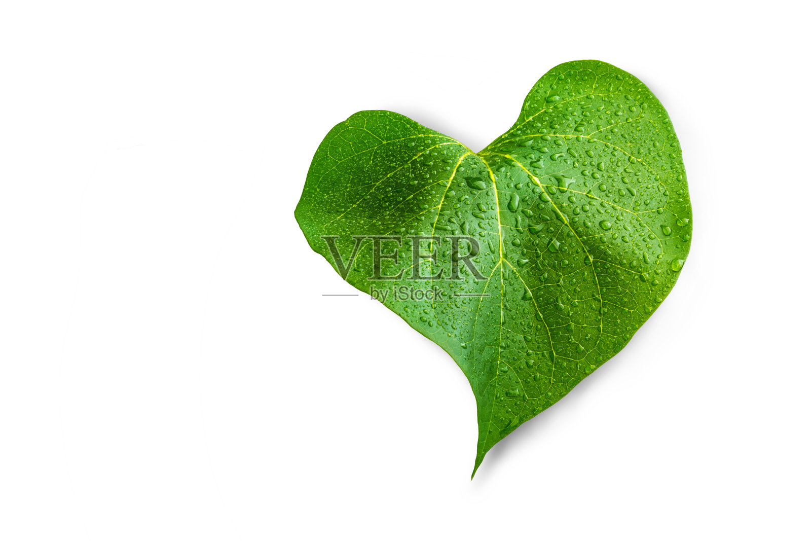 绿叶心形,白色背景上有水滴照片摄影图片