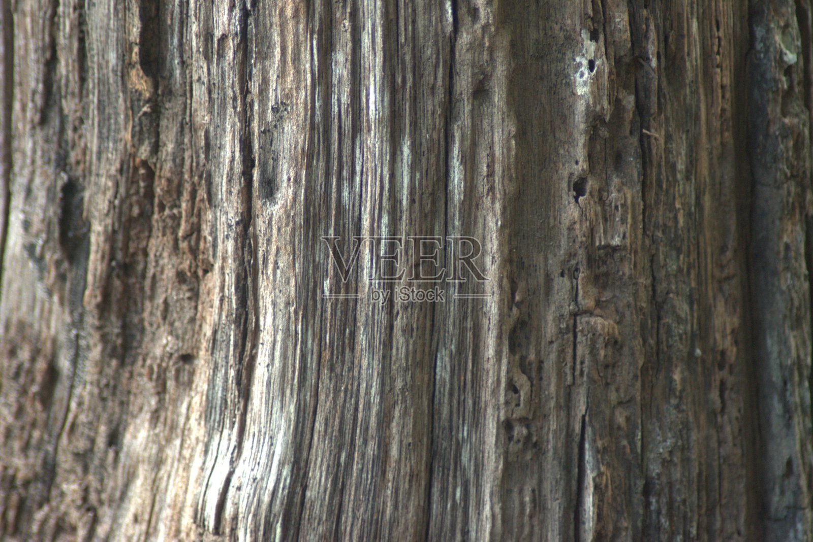 哥伦比亚的动植物,自然,植物和动物照片摄影图片