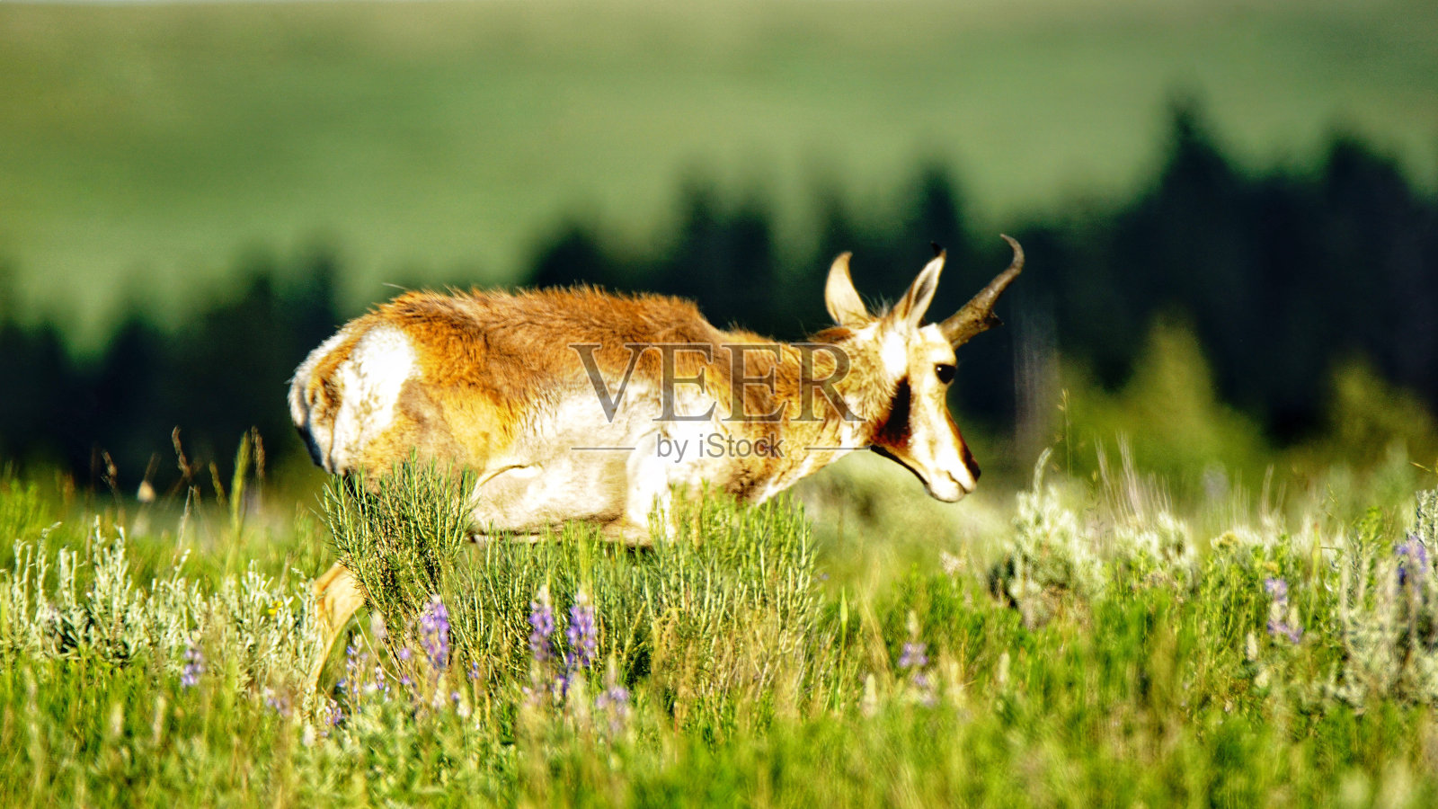 怀俄明州,蒙大拿州,黄石国家公园的叉角羚。西北。黄石公园是夏季的仙境,可以观赏野生动物。照片摄影图片