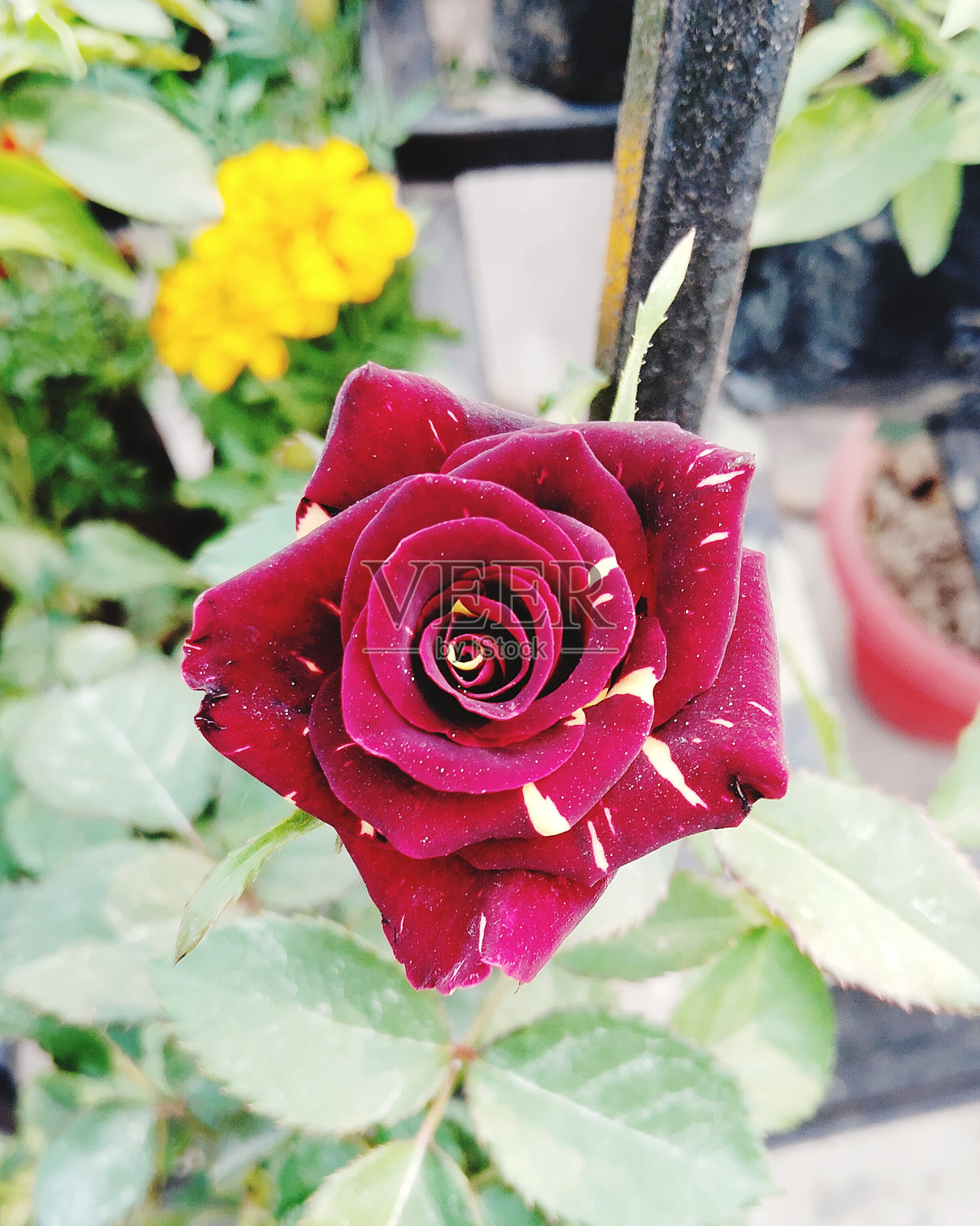 一朵红玫瑰的剪影照片摄影图片