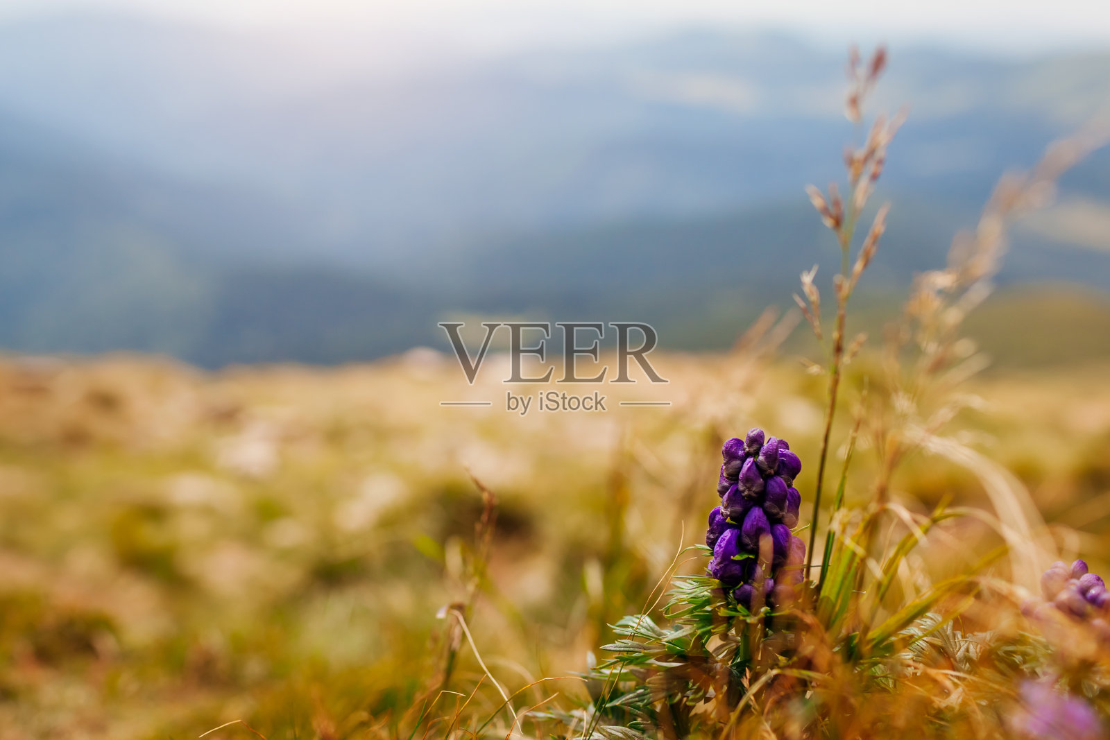 喀尔巴阡山脉的夏季山景与有毒的紫色乌头,和尚兜在草中盛开。照片摄影图片