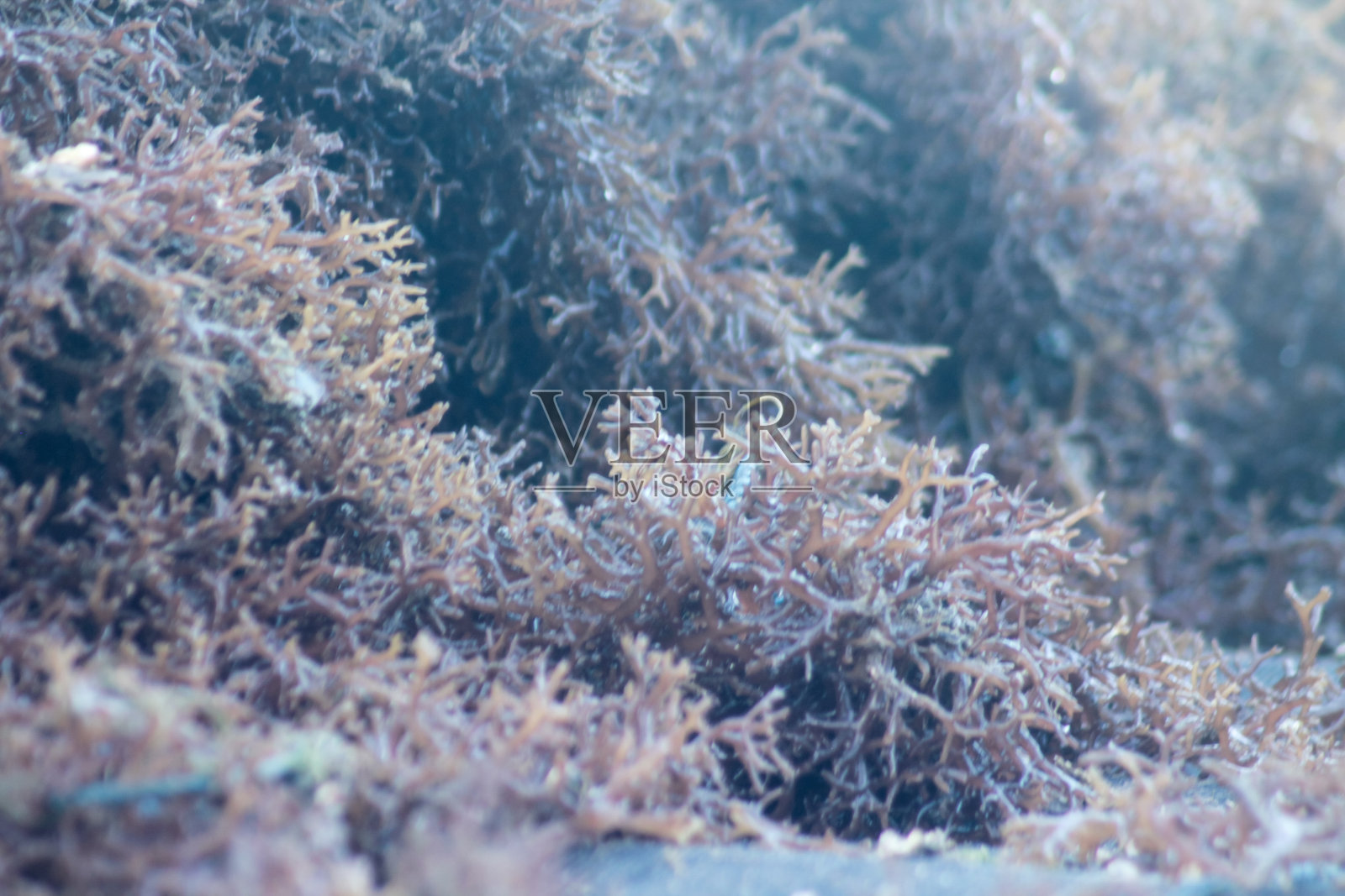 干海藻,海边干海藻的特写镜头。在太阳下晒干海藻的过程照片摄影图片