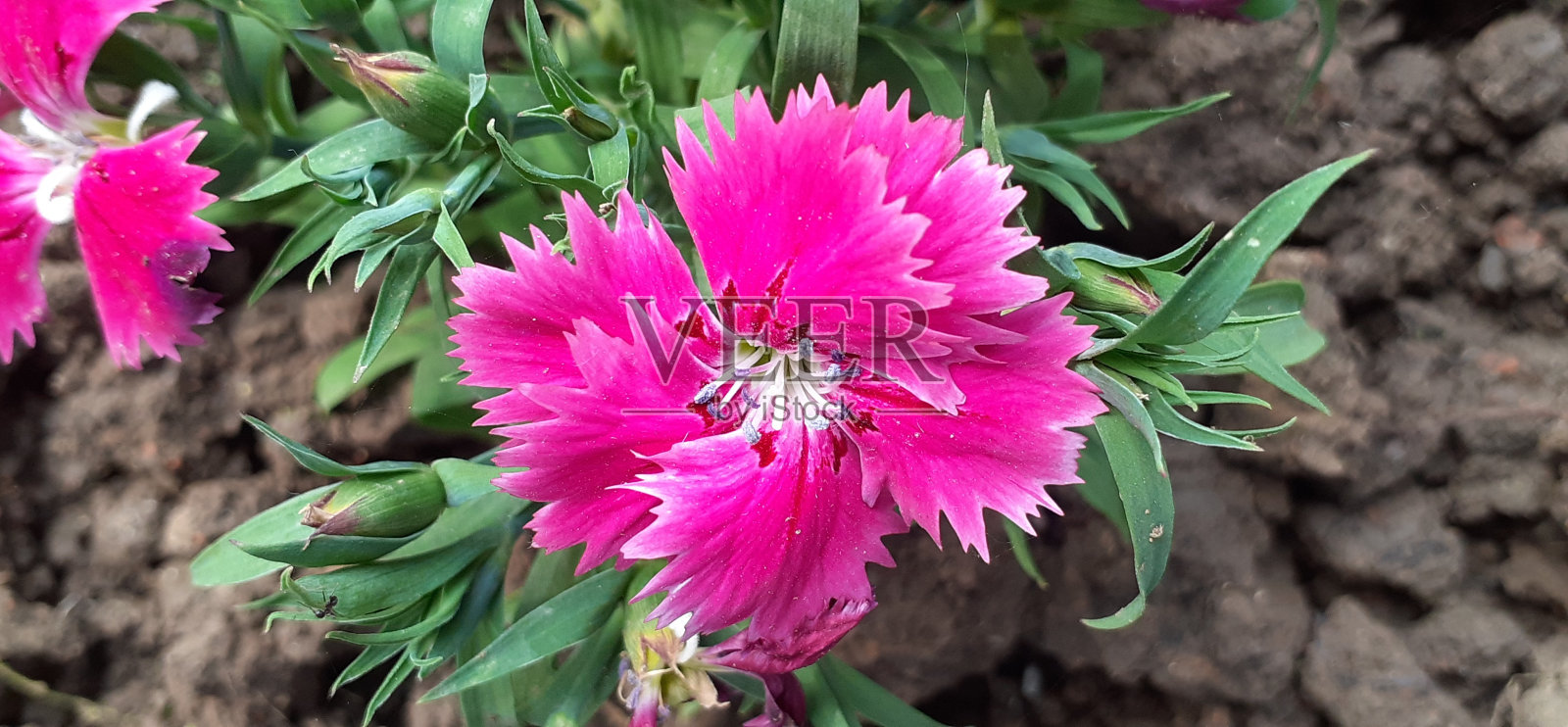 粉红色石竹花在绿色的叶子背景照片摄影图片