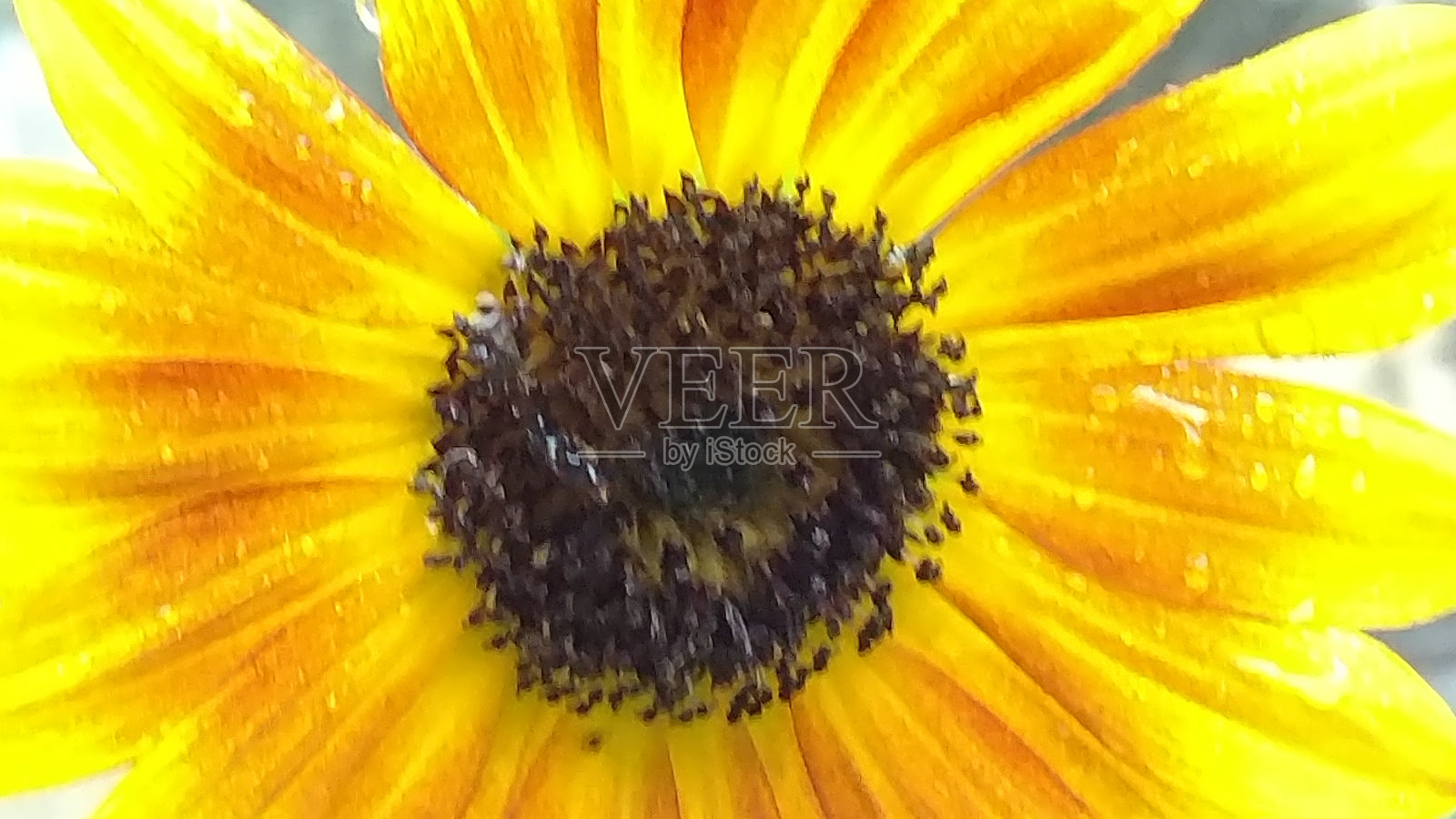 Flower_Sunflower照片摄影图片