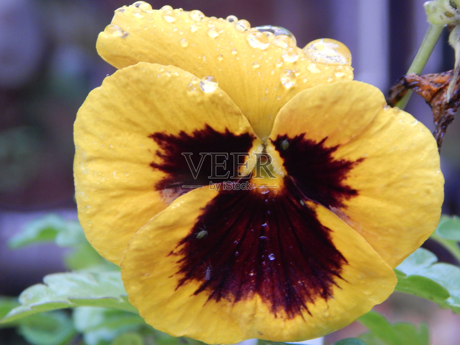 Flower_Pansy照片摄影图片