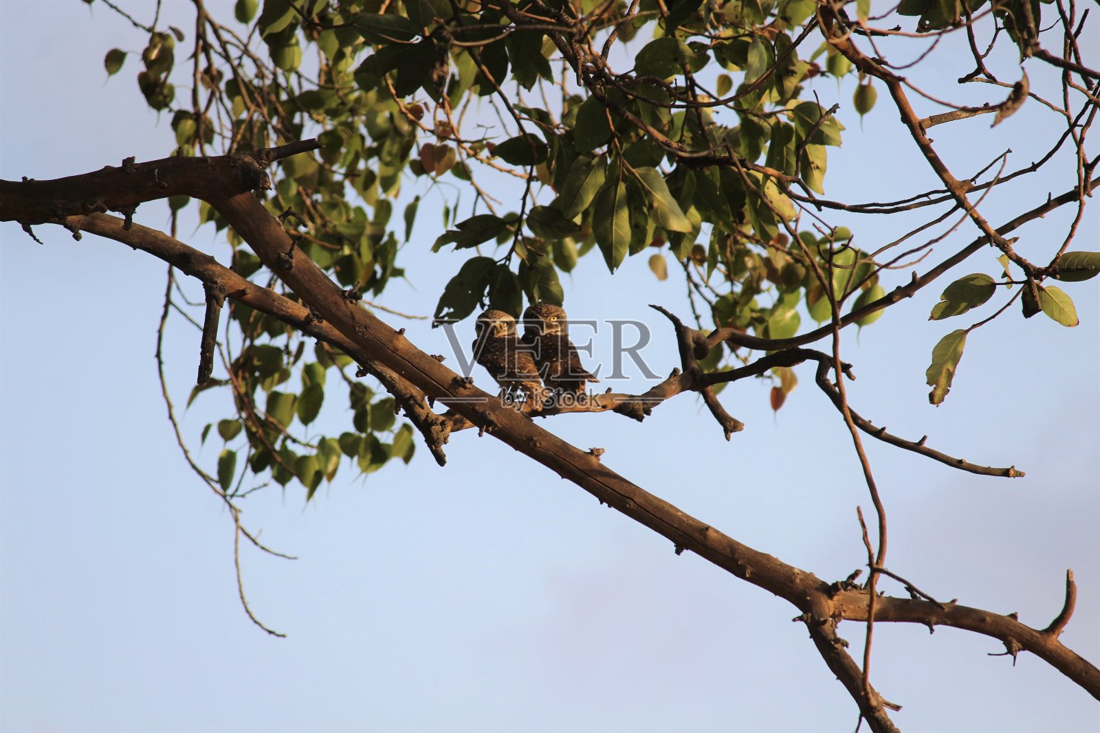 两只猫头鹰栖息在树枝上。动物的背景。照片摄影图片