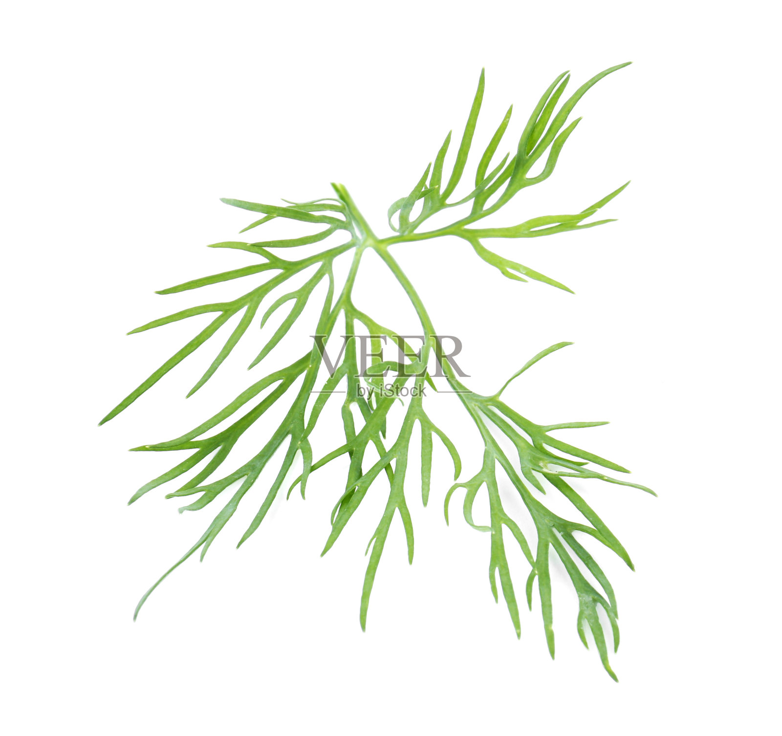 鲜莳萝的小枝孤立在白色上照片摄影图片