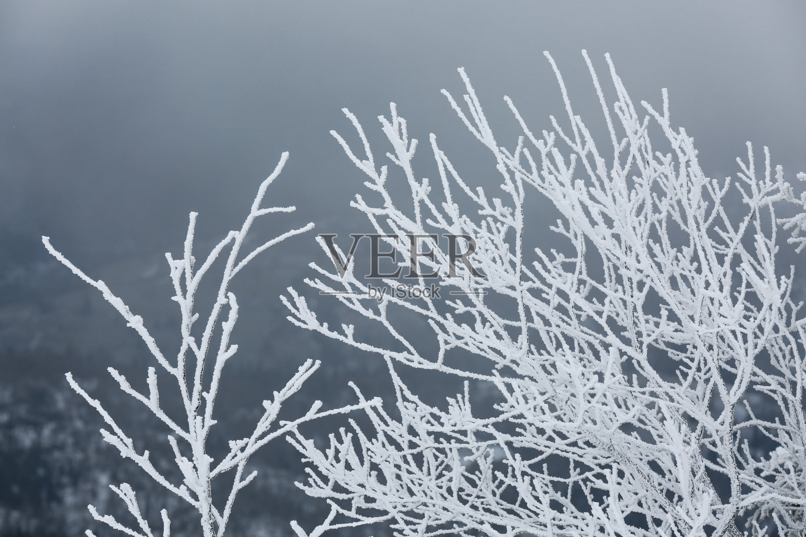 美丽的树枝上覆盖着冬天的雪,特写照片摄影图片