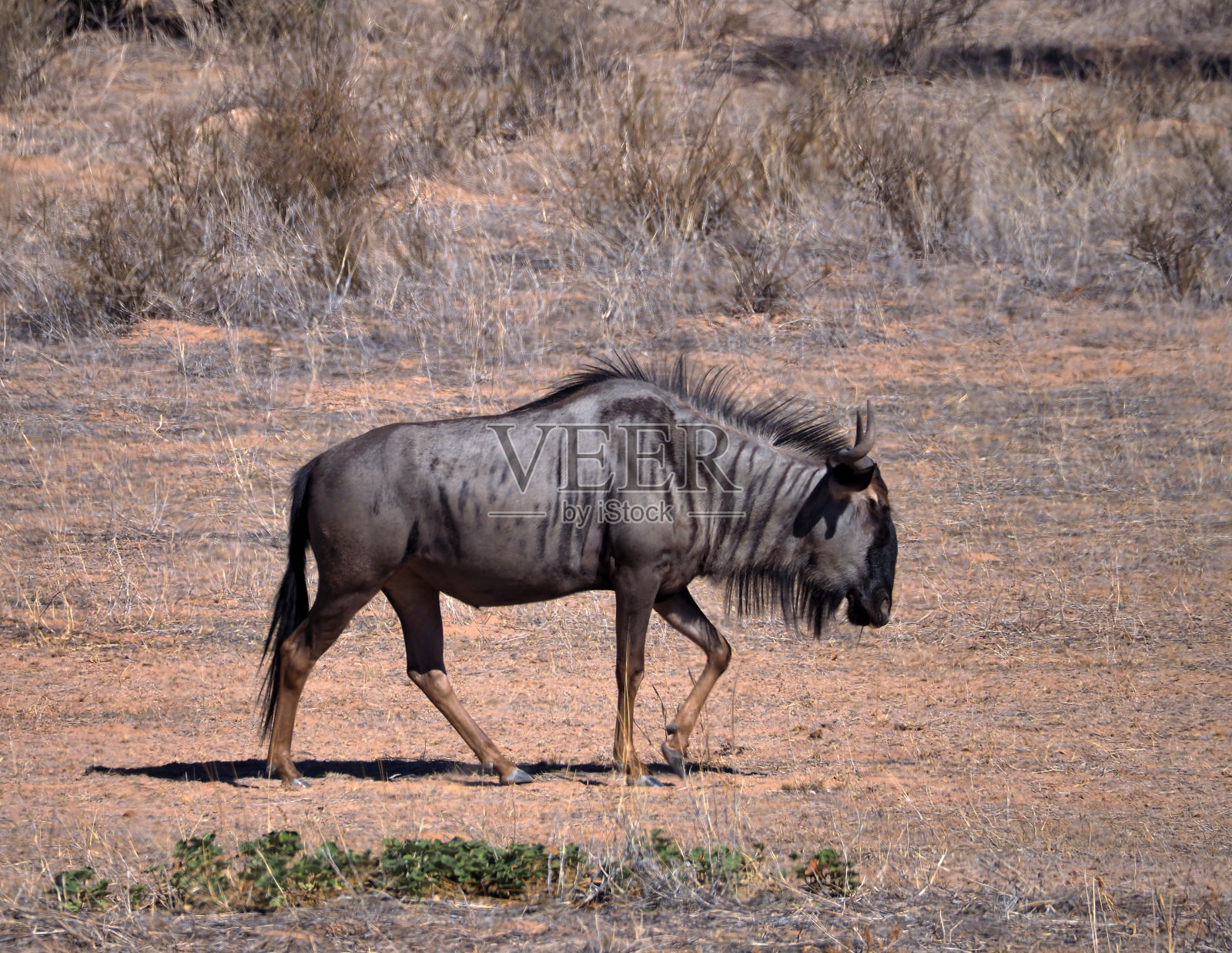 蓝色角马走路照片摄影图片
