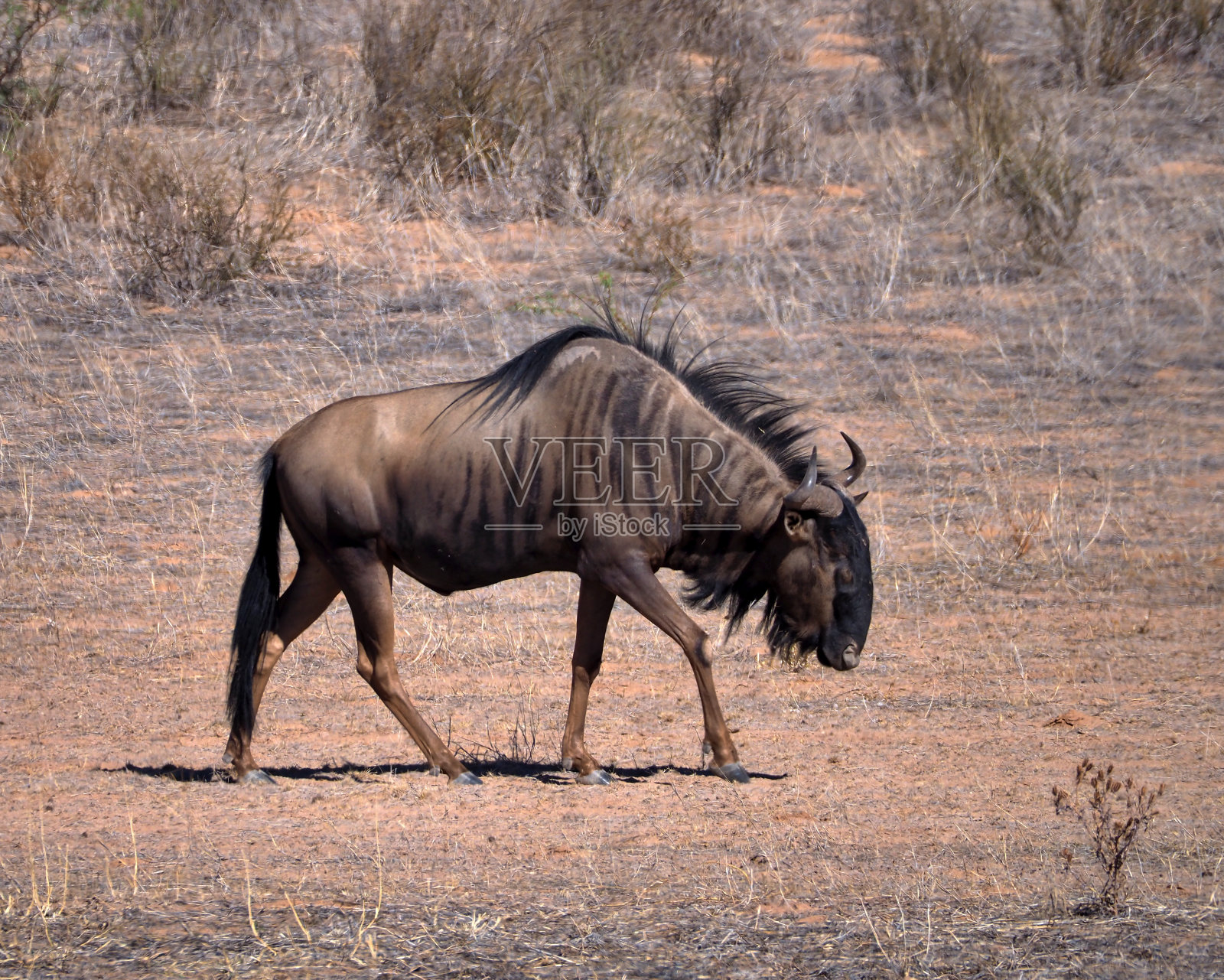 蓝色角马走路照片摄影图片